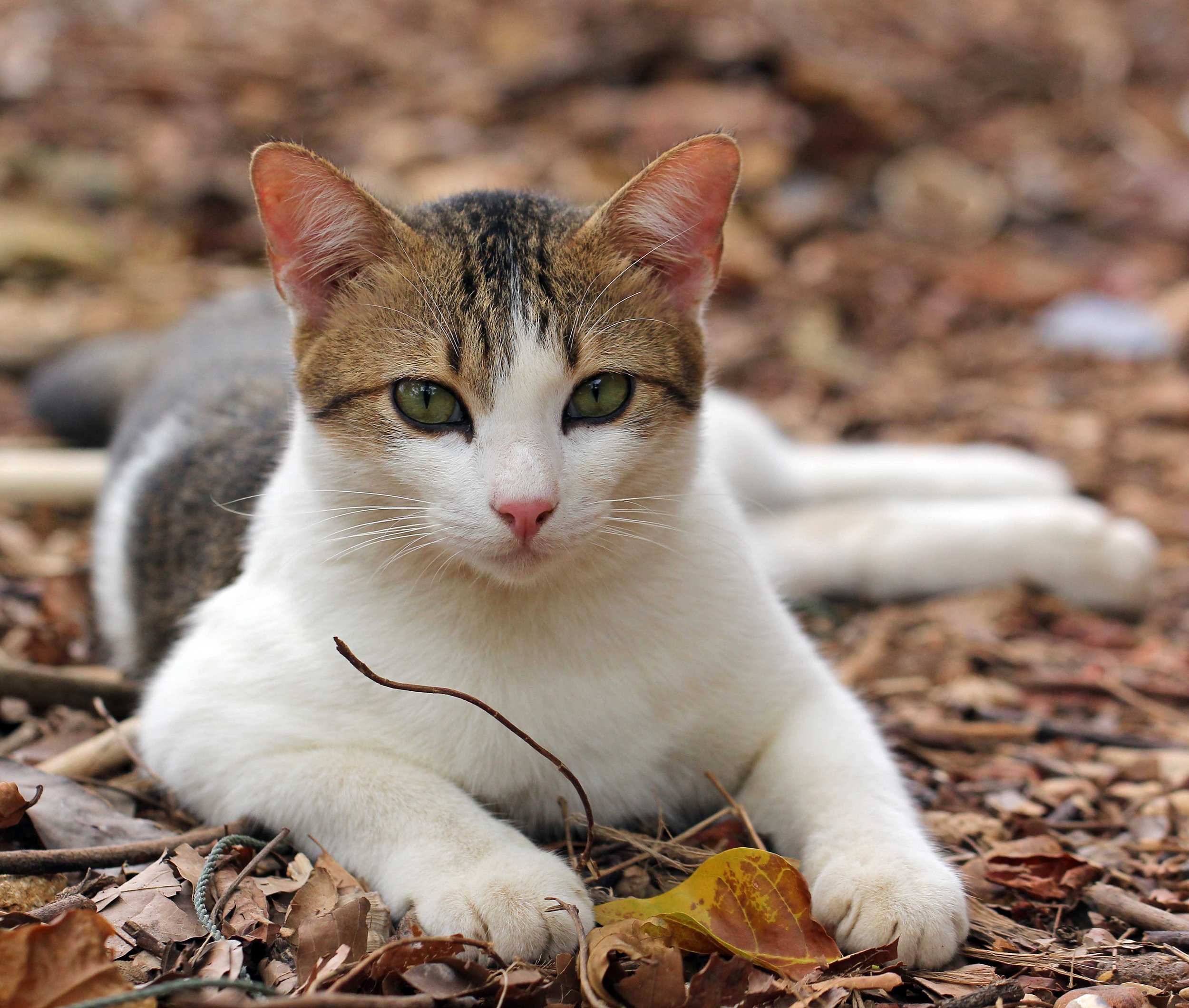 2015 Koh Lanta Songkran with friends from ISB (436).JPG