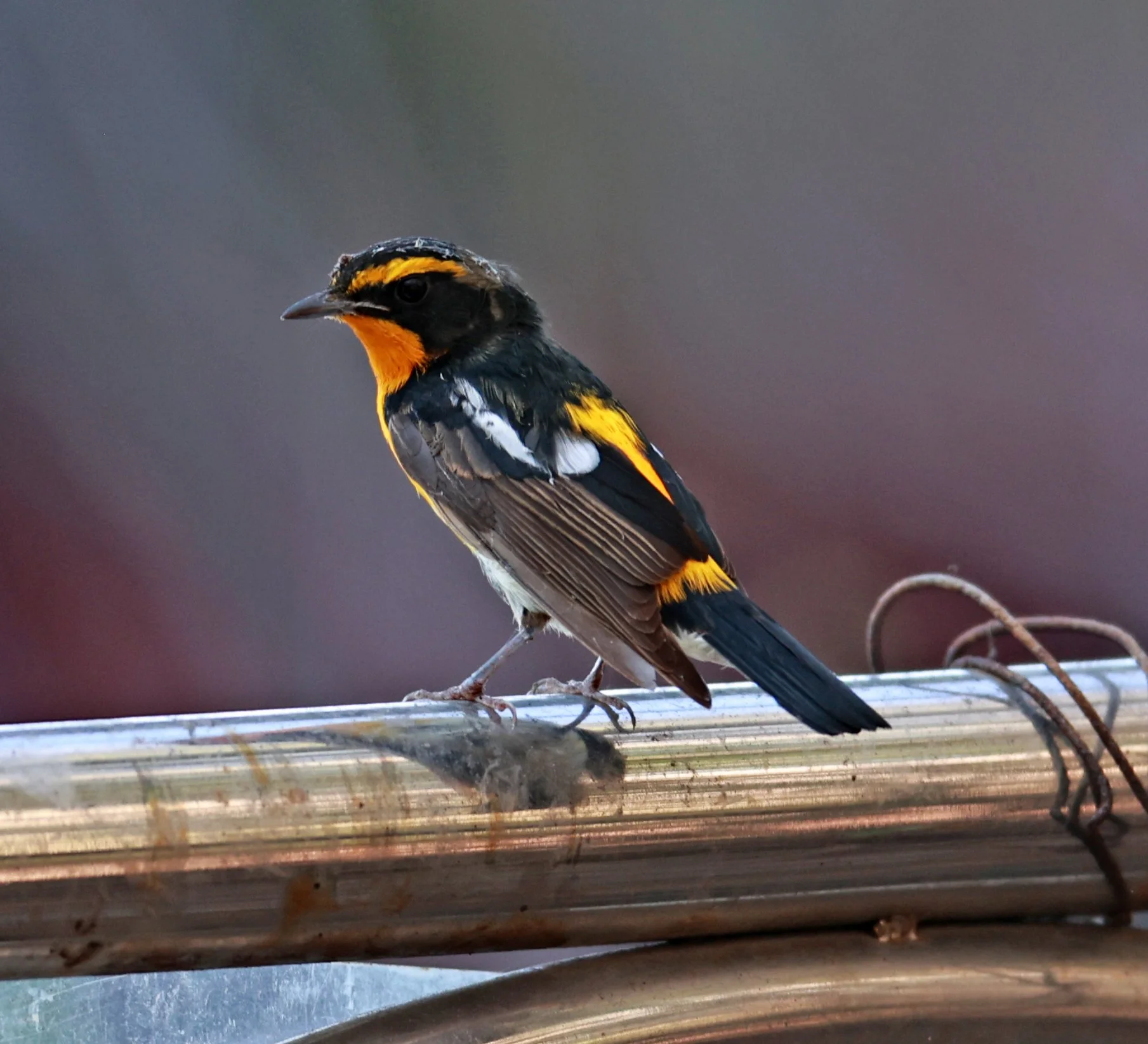 Flycatcher - Narcissus Flycatcher - Ficedula narcissina - Bang Pu Mangrove Forest Reserve, Samut Prakan March 30, 2024 (40).jpg