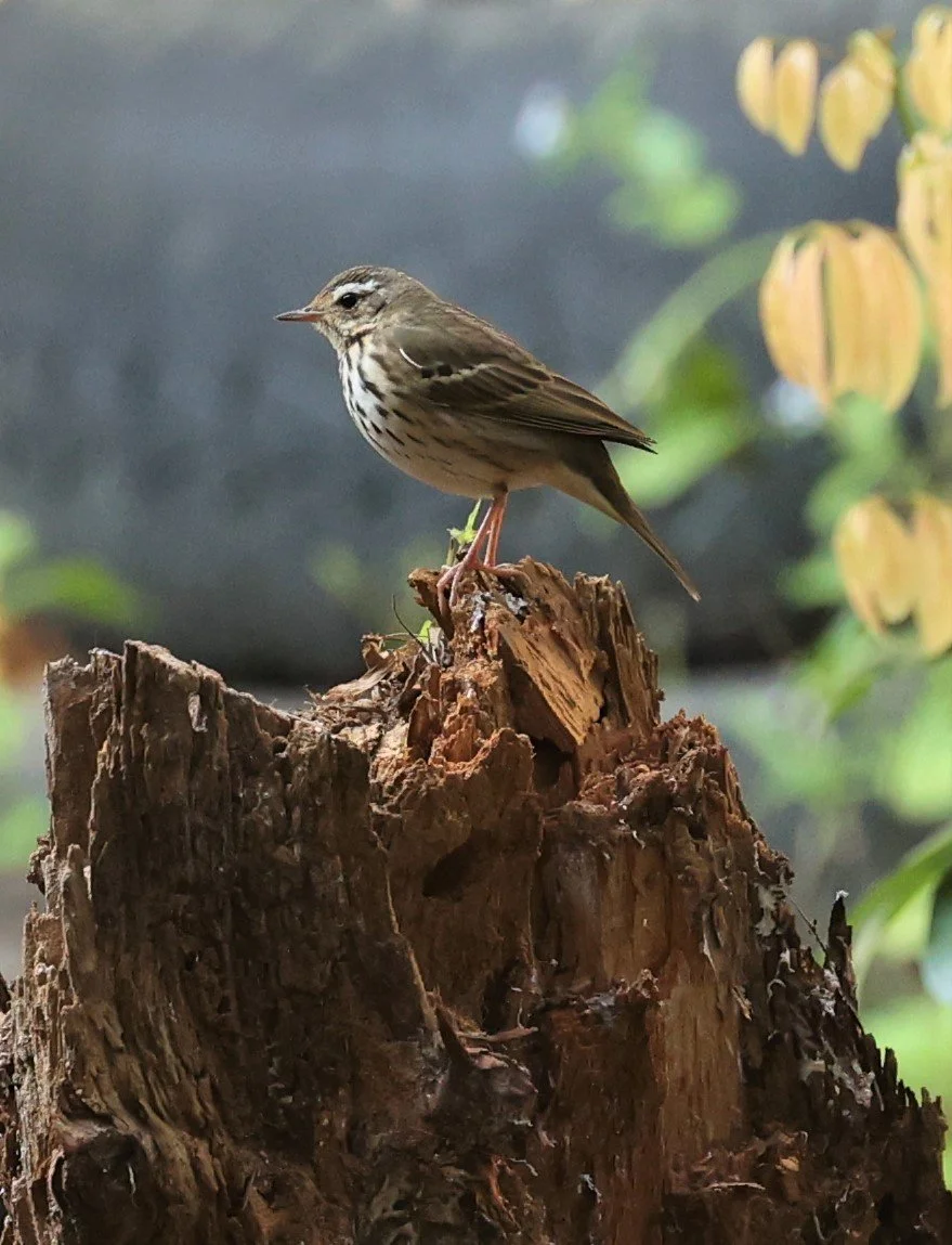 Olive-backed Pipit (Anthus hodgsoni) DOI ANG KHANG CHIANG MAI (3).jpg