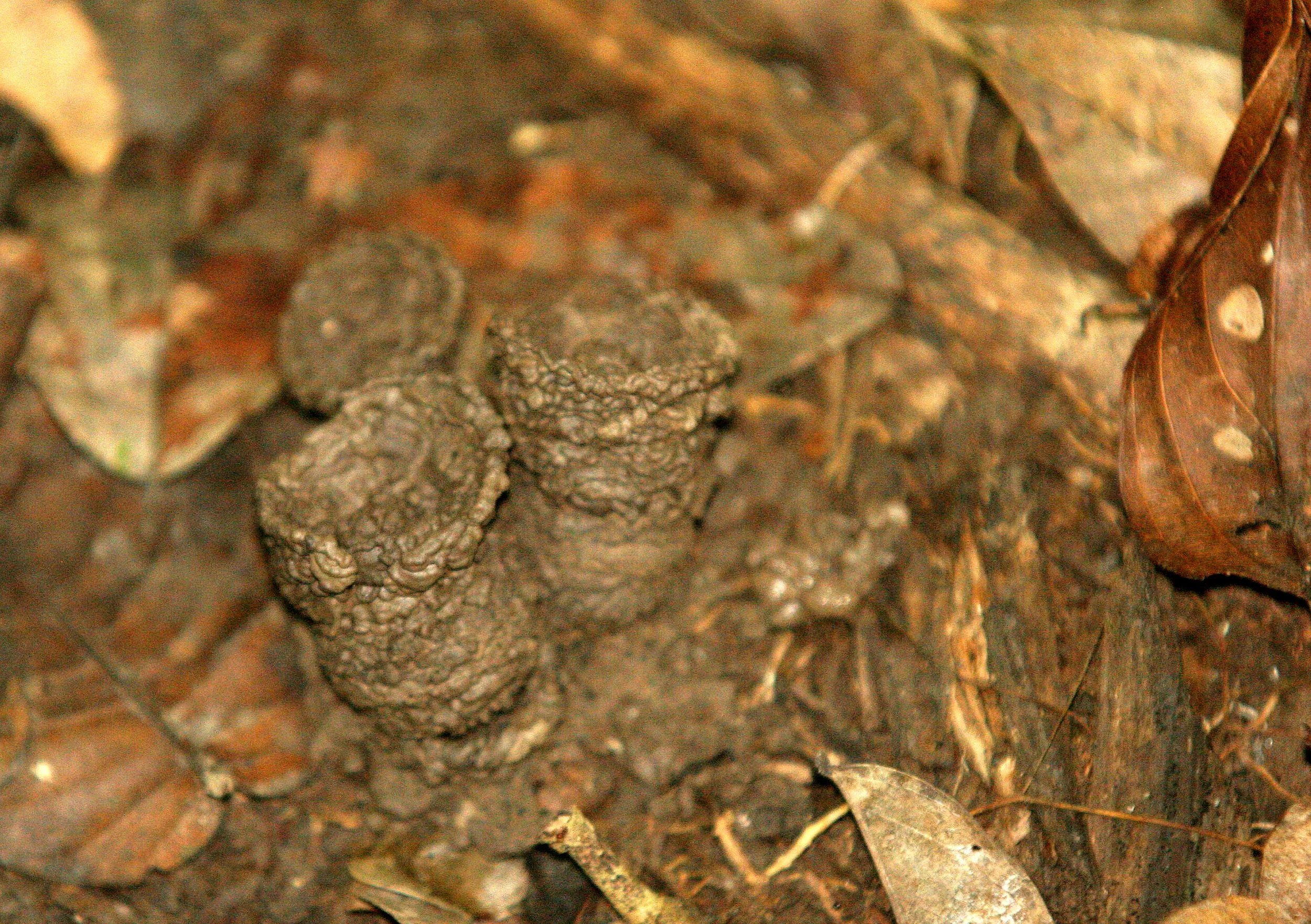 Cicada Mud Tubes along the Kinabatangan River, Malaysia, Borneo