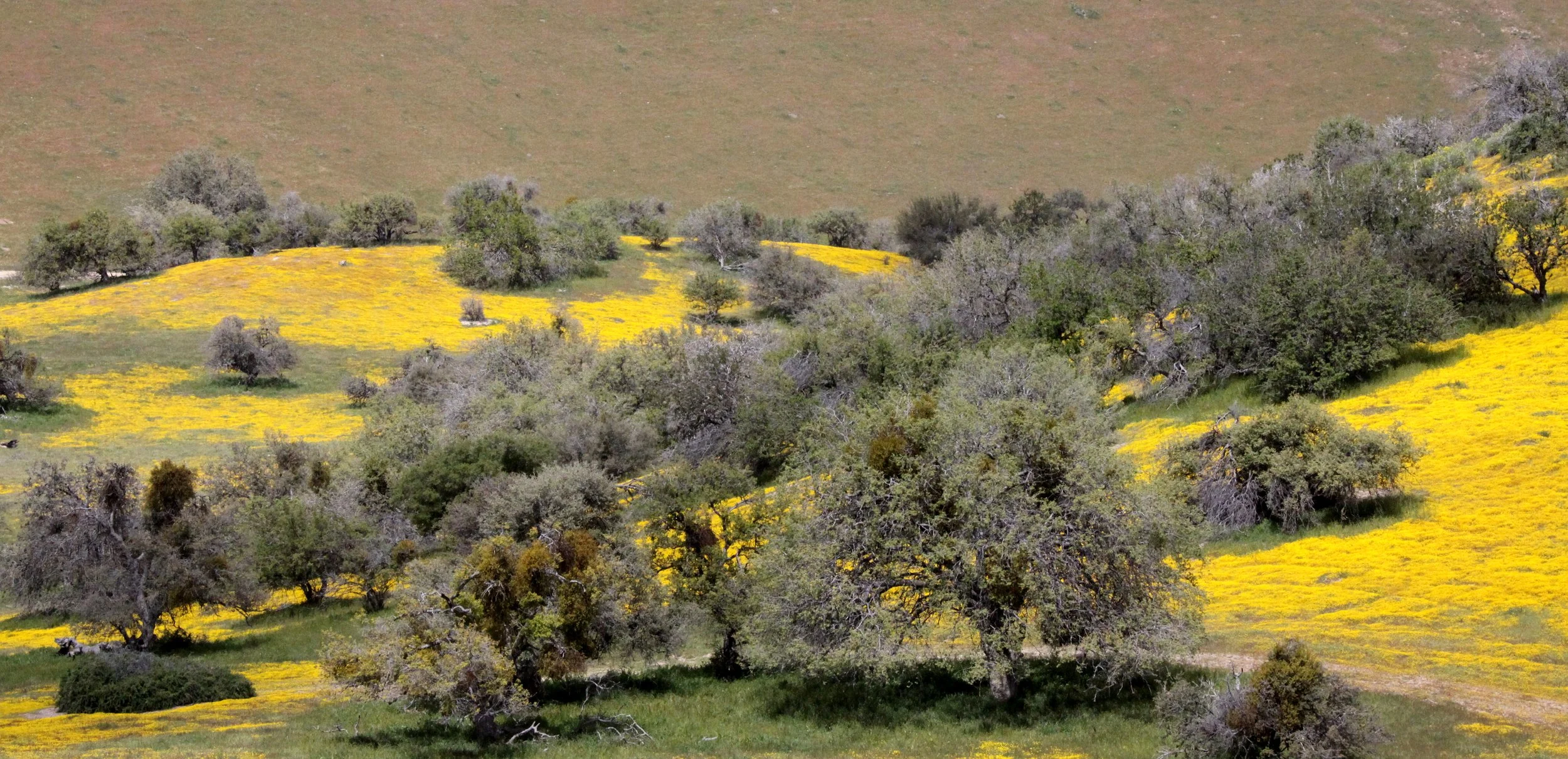 CARRIZO PLAIN NATIONAL MONUMENT - VIEWS OF THE FLOWER FIELDS - ROADTRIP SPRING 2010 (2).JPG