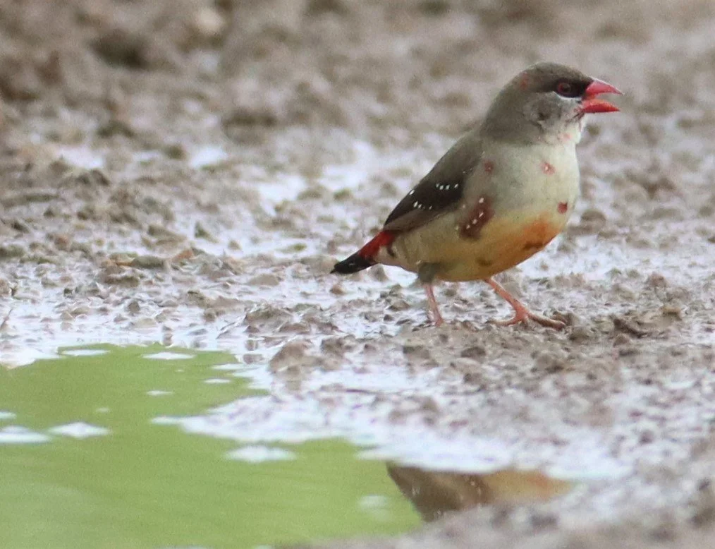 RED AVADAVAT - Amandava amandava - THAP YAO RICE FIELDS LAT KRABANG (10).jpg