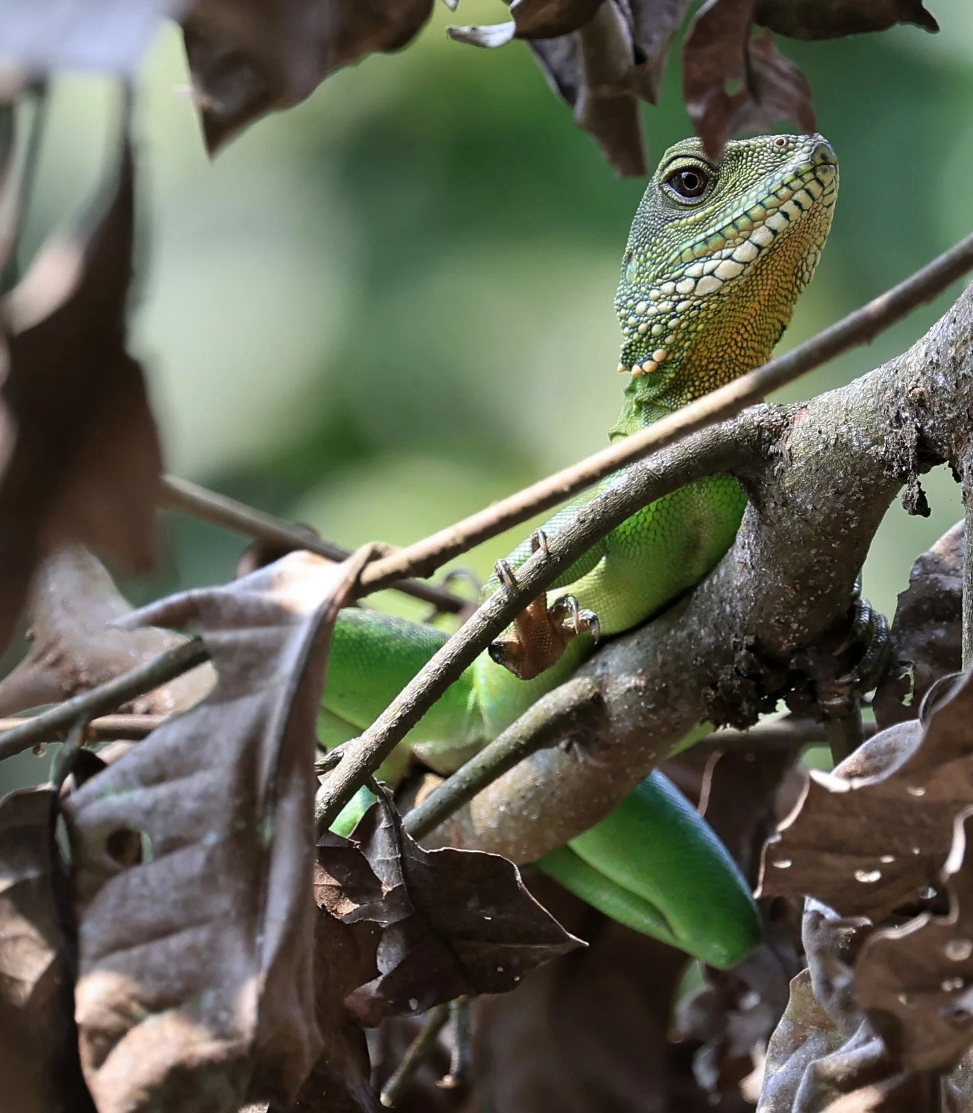 Chinese Water Dragon (Physignathus cocincinus) Khao Yai National Park Feb 2026 Day 3 (19).jpg
