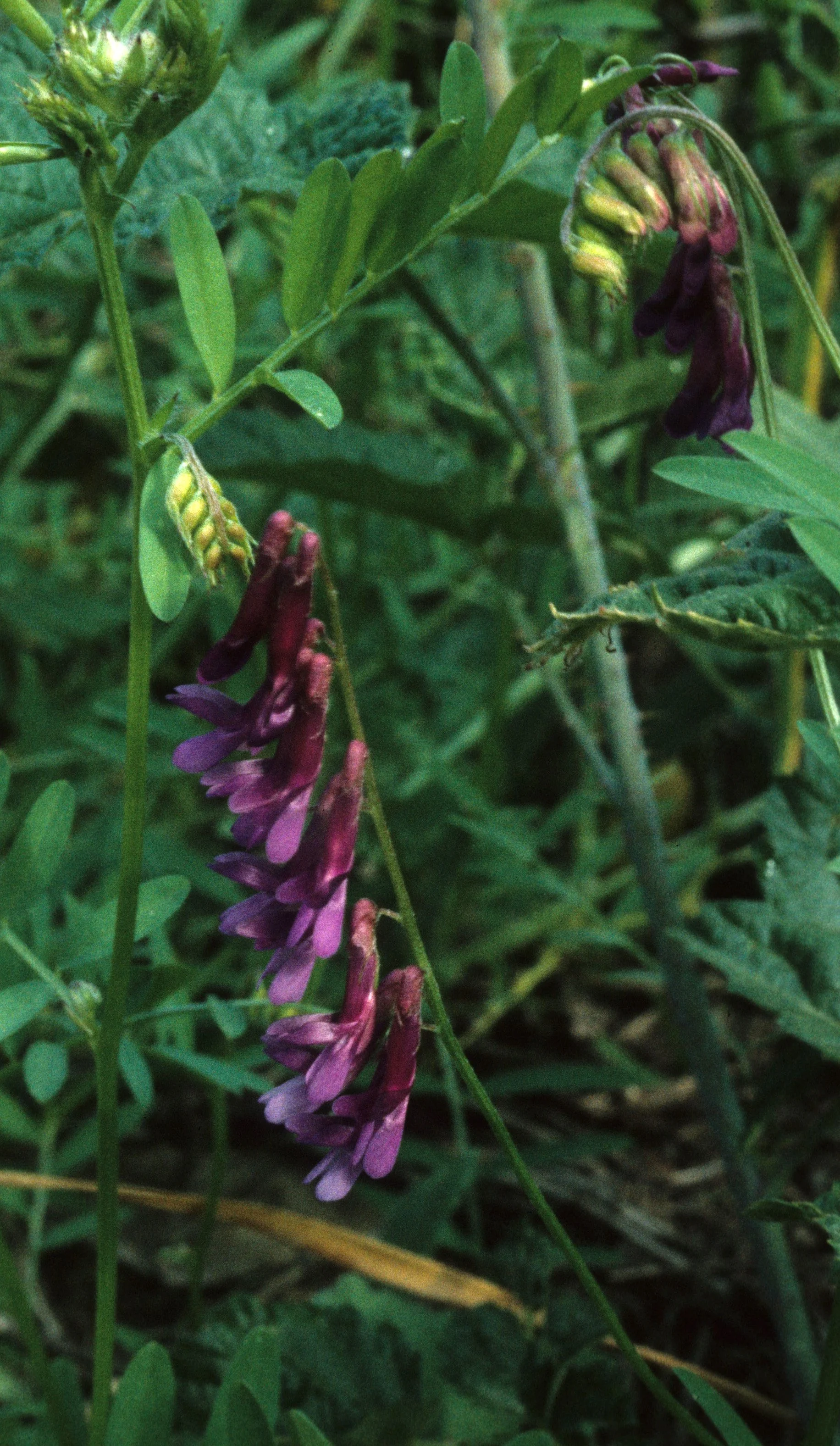 AMERICAN RIVER - VICIA VILLOSA - WINTER VETCH.jpg