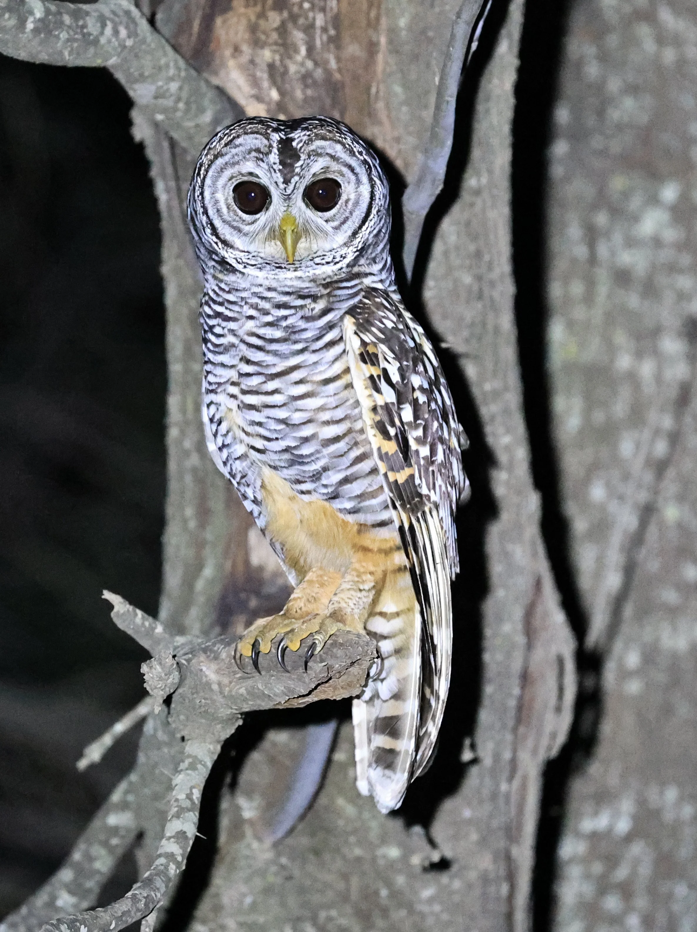 Chaco Owl (Strix chacoensis) Estancia Campo'í Paraguay (44).jpg