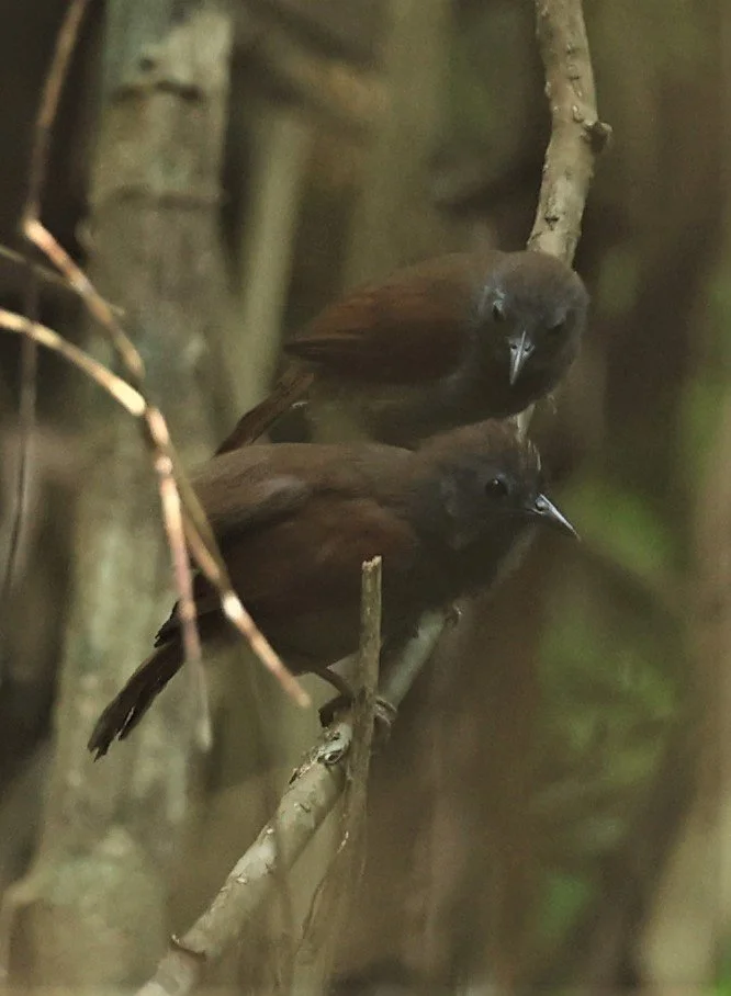 BABBLER - CHESTNUT-WINGED BABBLER - Cyanoderma erythropterum - KRUNG CHING, KHAO LUANG NP NST, APRIL 2022 (12).jpg