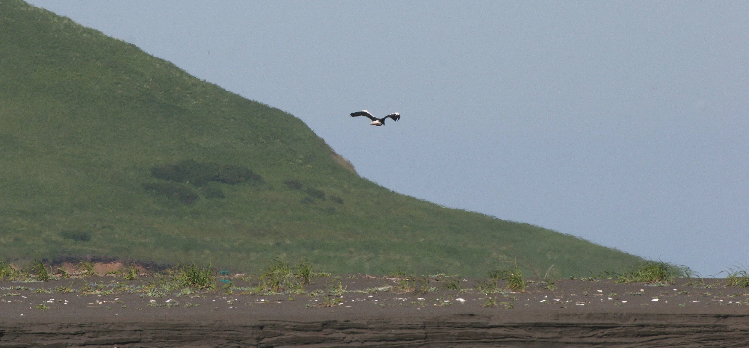 Haliaeetus pelagicus - STELLERS SEA EAGLE - ON KAMCHATKA COASTLINE - RUSSIA (101).jpg