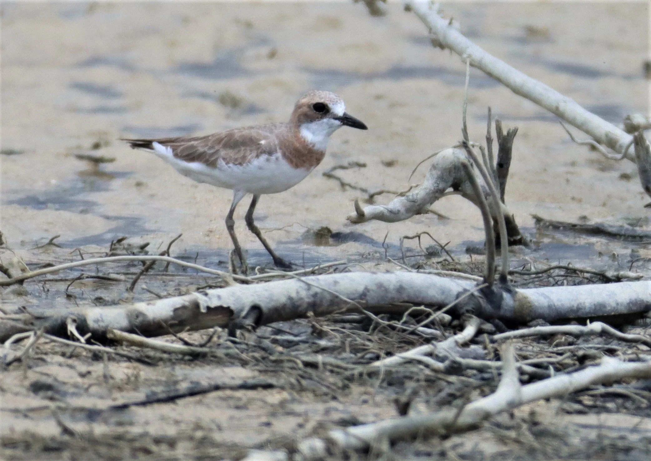 PLOVER - GREATER SAND-PLOVER -Charadrius leschenaultii - LAEM PAKARAM PHANG NGA PROVINCE (3).jpg