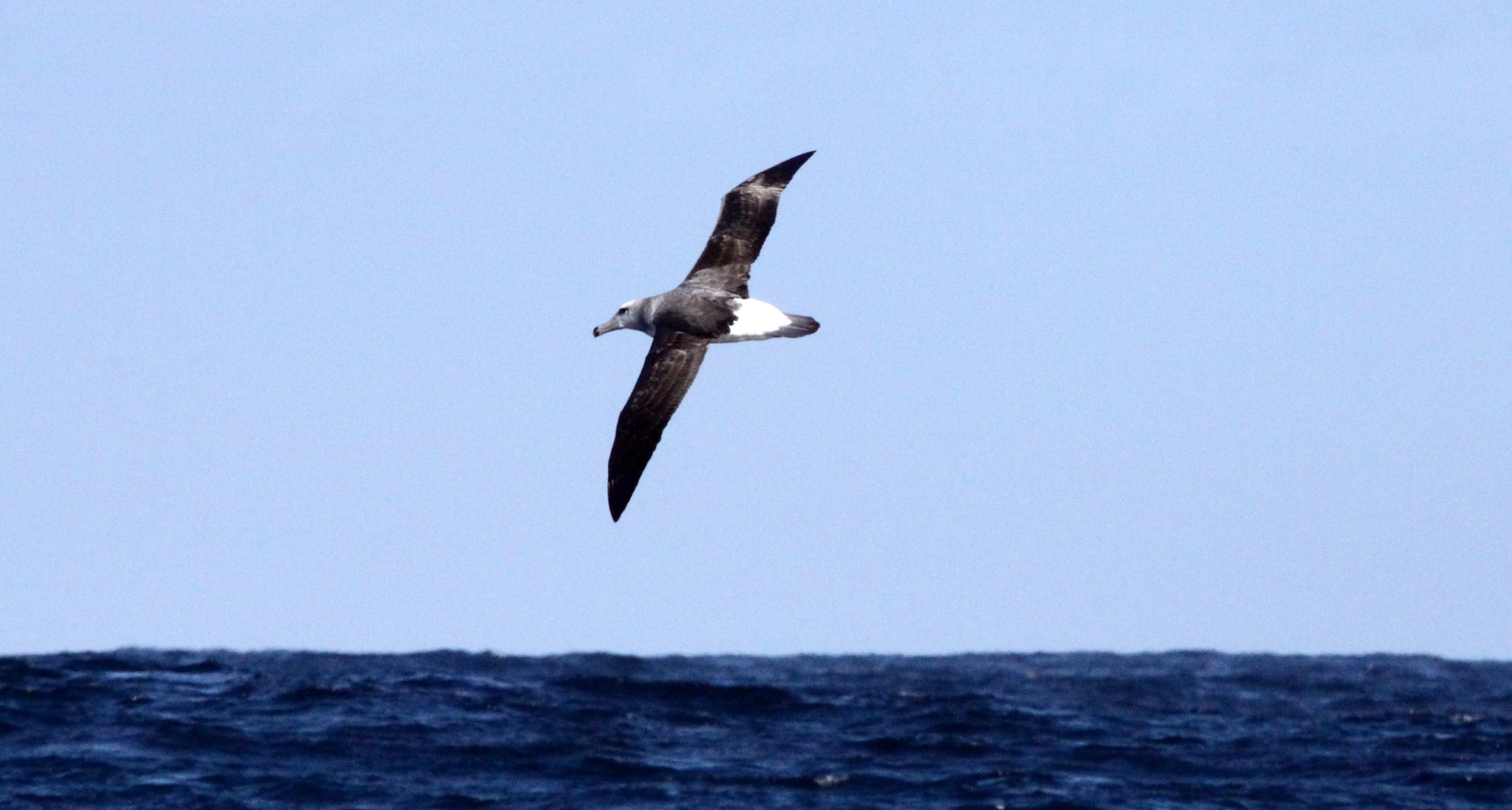 BIRD - ALBATROSS - SHY ALBATROSS - THALASSARCHE CAUTA - PLETTENBERG BAY SOUTH AFRICA.JPG