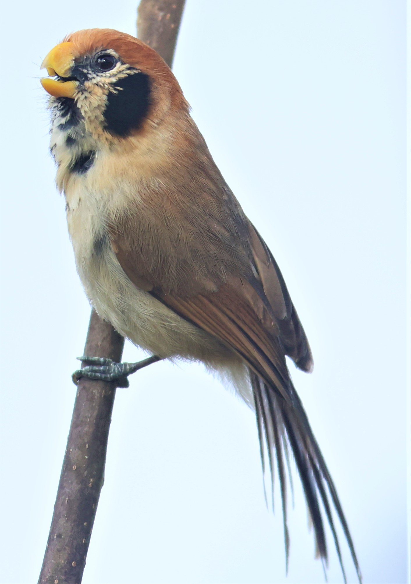 PARROTBILL - SPOT-BREASTED PARROTBILL - Paradoxornis guttaticollis - DOI SAN JU (DOI LANG WEST) FEB 2022 (2).jpg