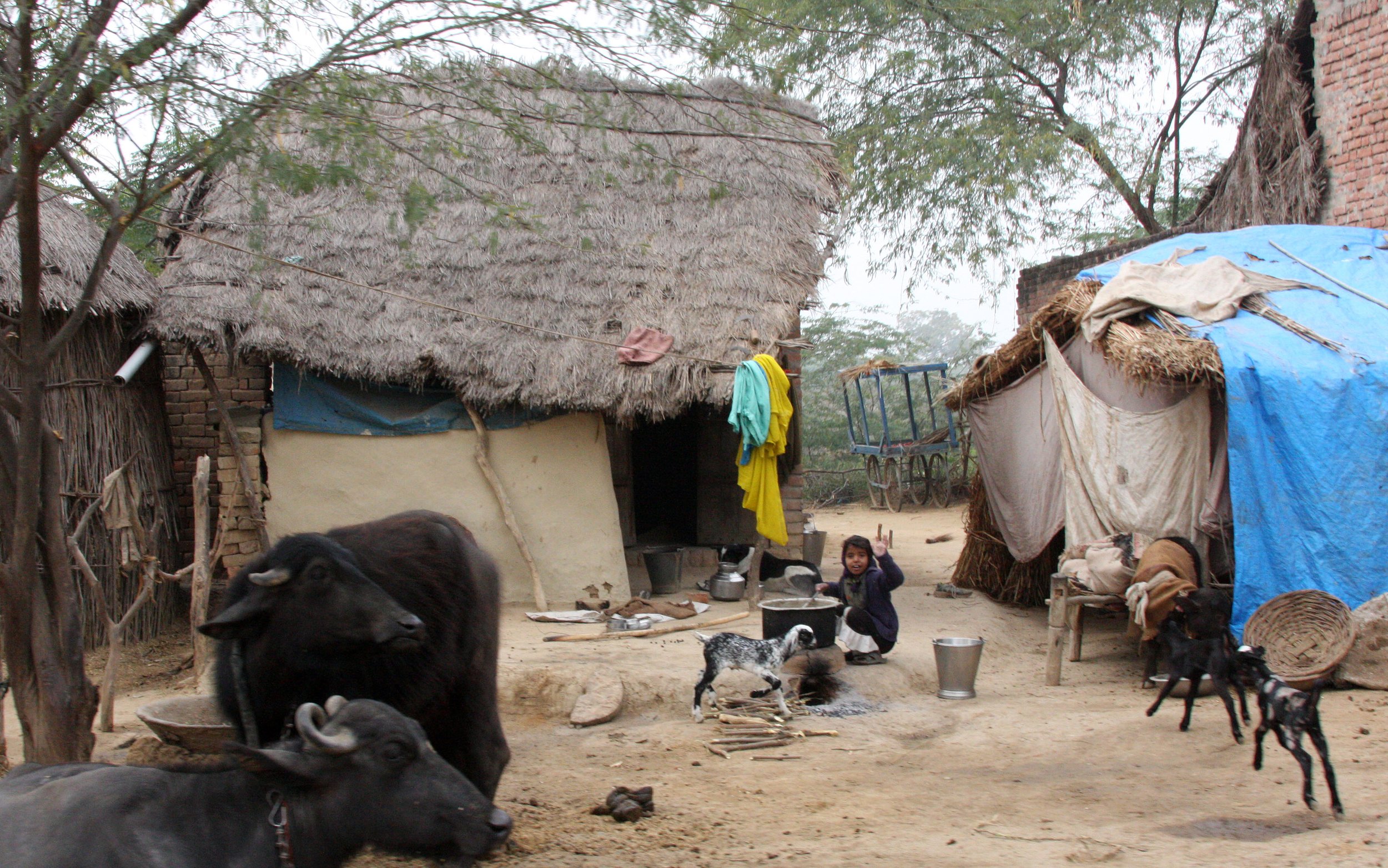 CHAMBAL RIVER SANCTUARY INDIA (10).JPG