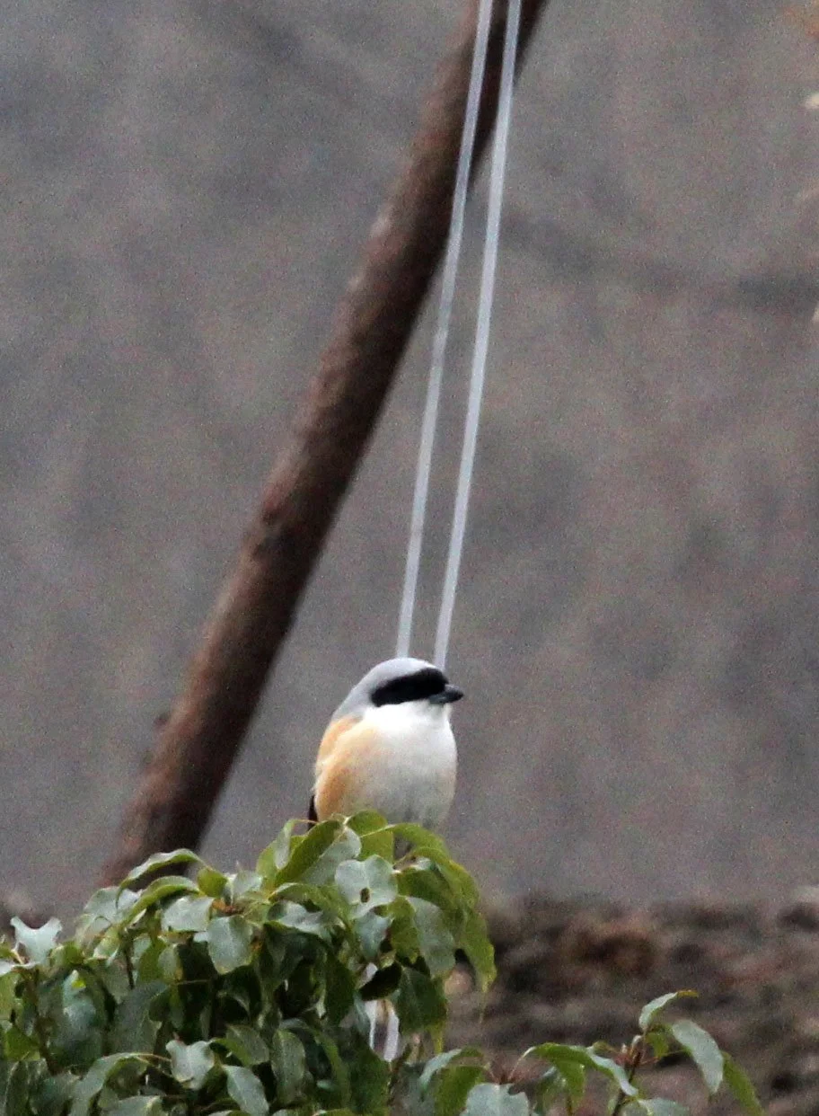 Long-tailed Shrike (Lanius schach) Lake Tai Jiangsu Province China (2).JPG