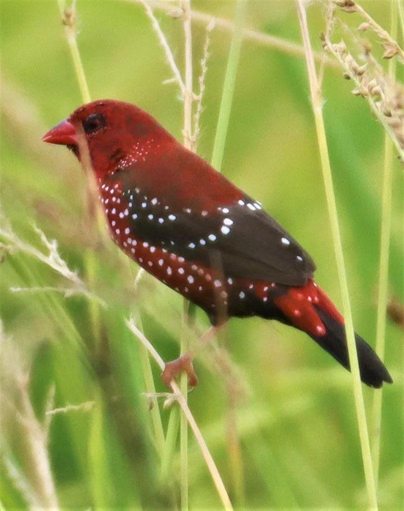 RED AVADAVAT - Amandava amandava - LAD KRABANG  THAP YAO RICE FIELDS AUGUST 14 2021 (50).jpg