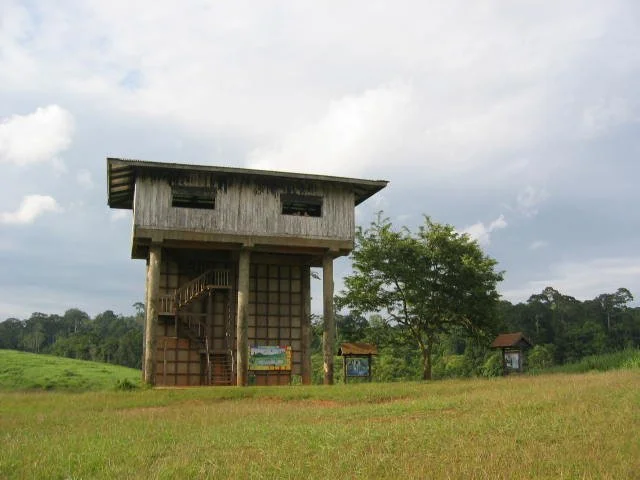 The primary grasslands inside Khao Yai (such as Nong Phak Chi, Khao Laem, and others along Thanarat Road) are relics of human settlement.  This is Nong Phak Chi tower overlooking the grasslands in that region of the park.