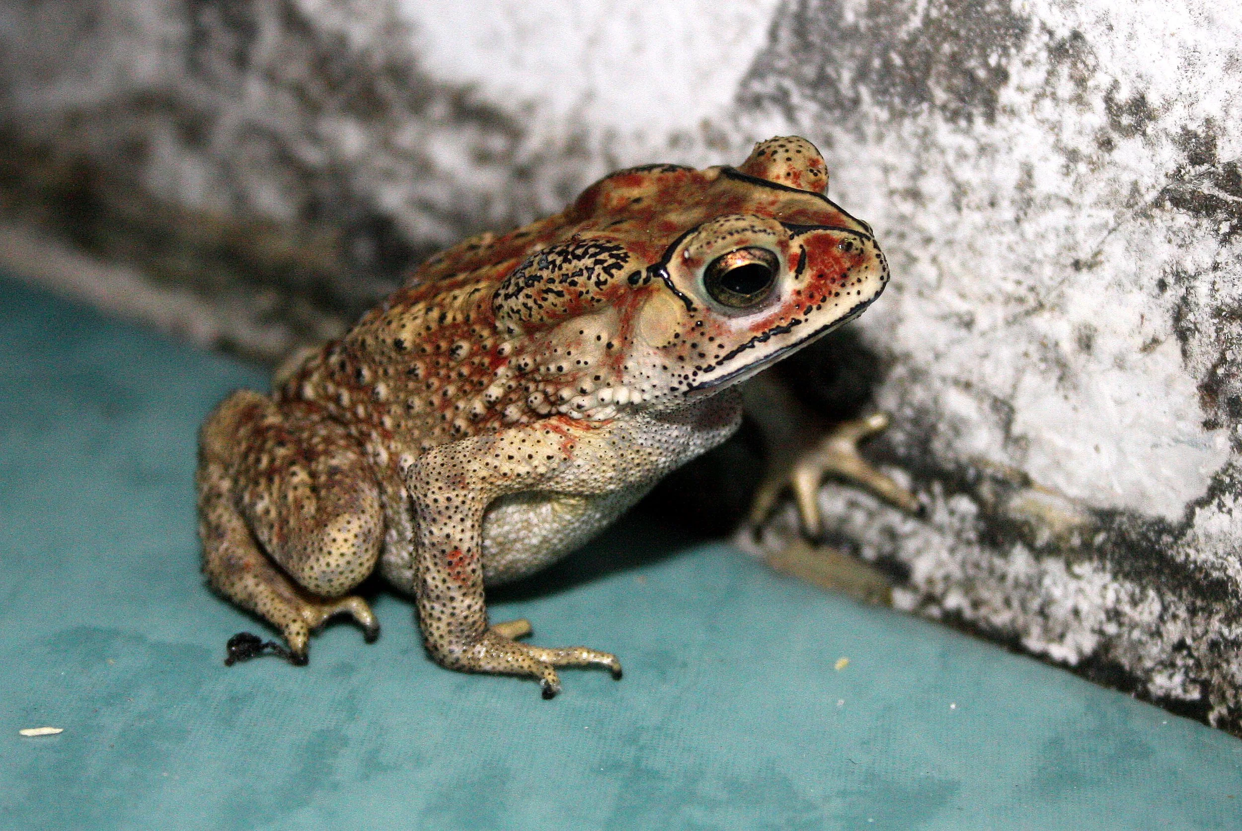 AMPHIBIAN - TOAD SPECIES A - NST HOUSE GARDEN THAILAND.JPG