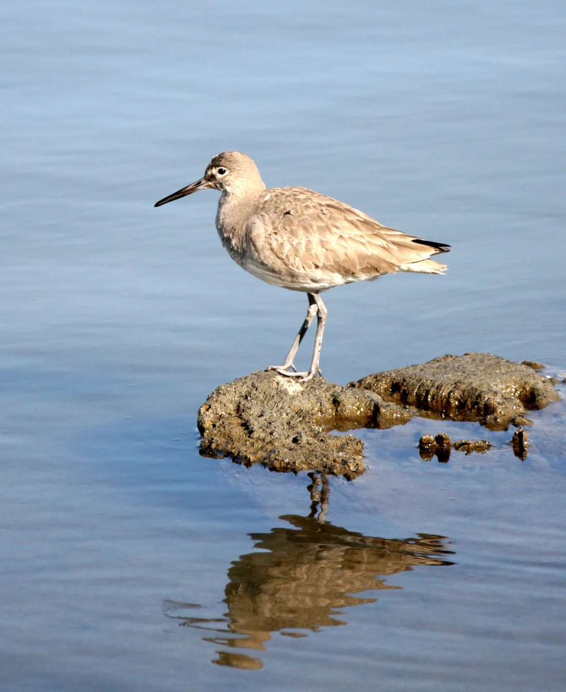 BIRD - WILLET - ARCATA MARSH CALIFORNIA (7).JPG