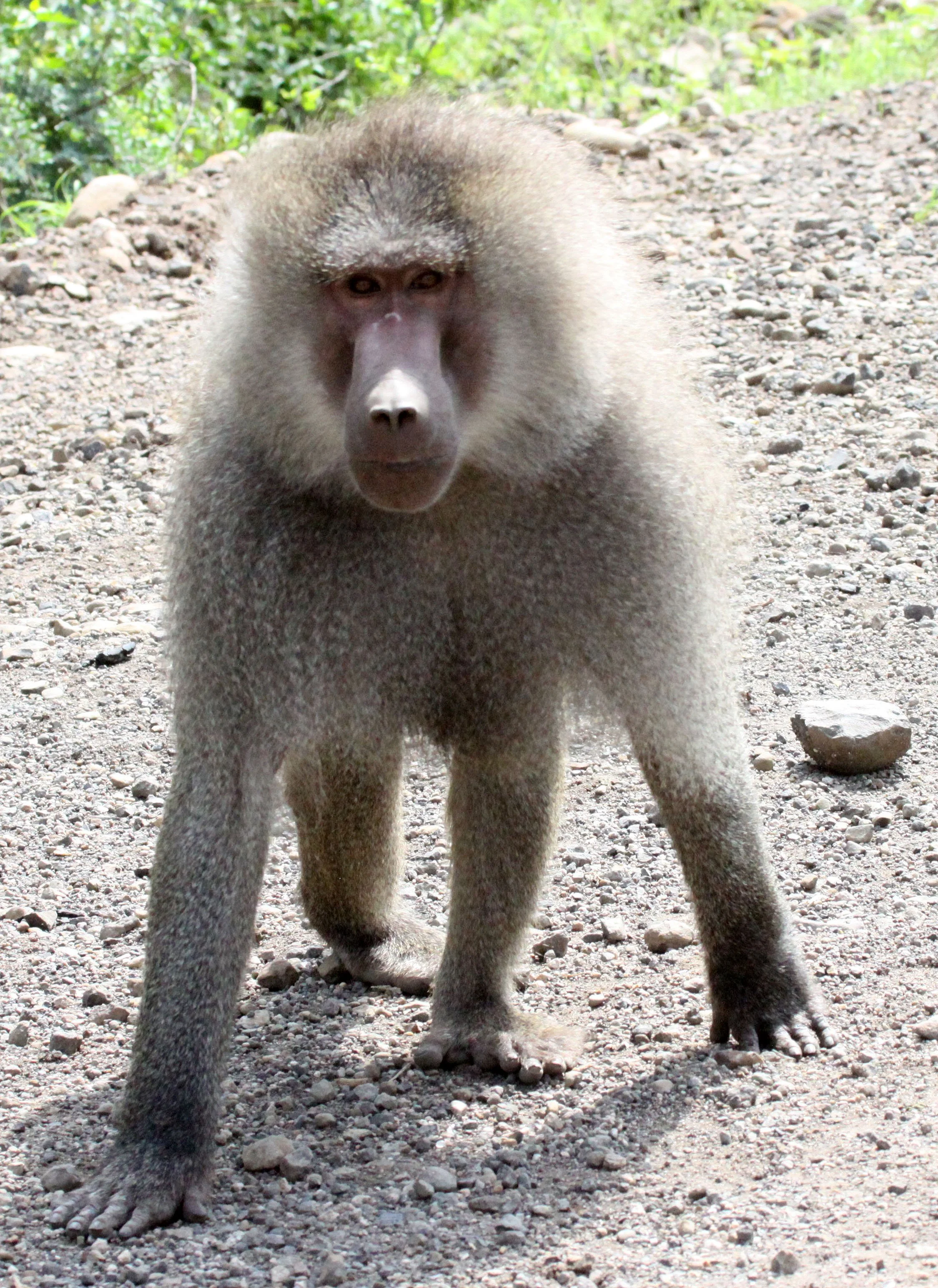 CERCOPITHECIDAE - Papio hamadryas - HAMADRYAS BABOON - AWASH NATIONAL PARK ETHIOPIA (212).JPG