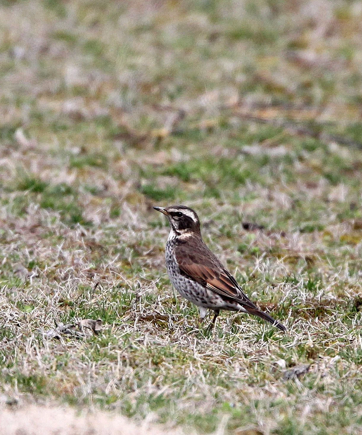 Dusky Thrush (Turdus eunomus) Binjiang Forest Park Shanghai (5).JPG