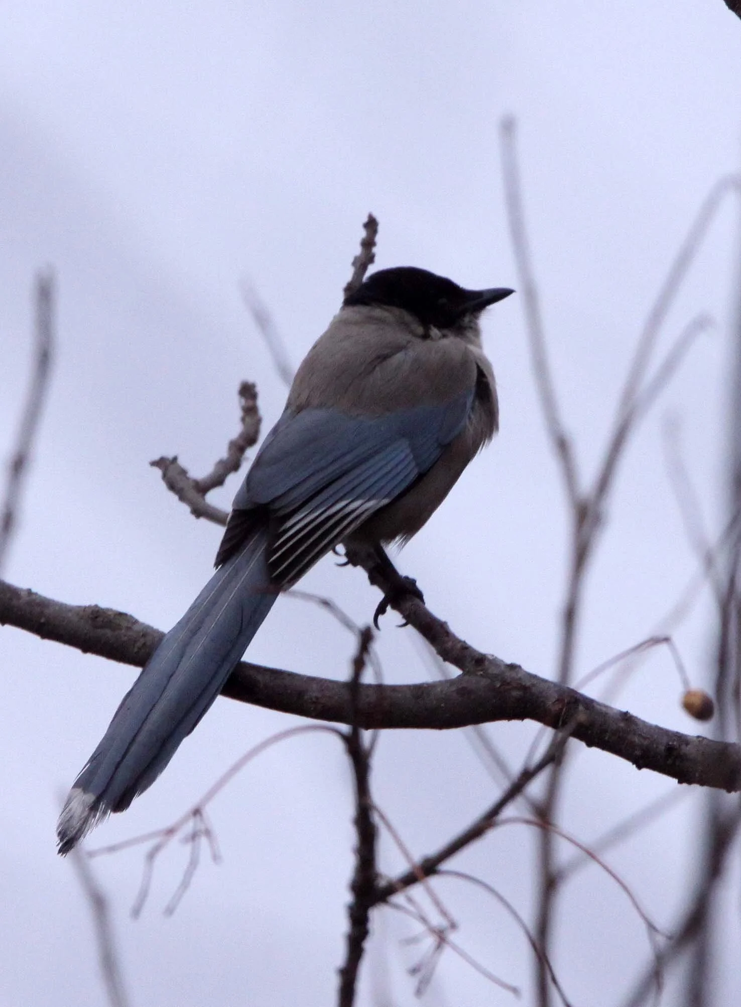 BIRD - MAGPIE - AZURE-WINGED MAGPIE- YANCHENG CHINA (1).JPG