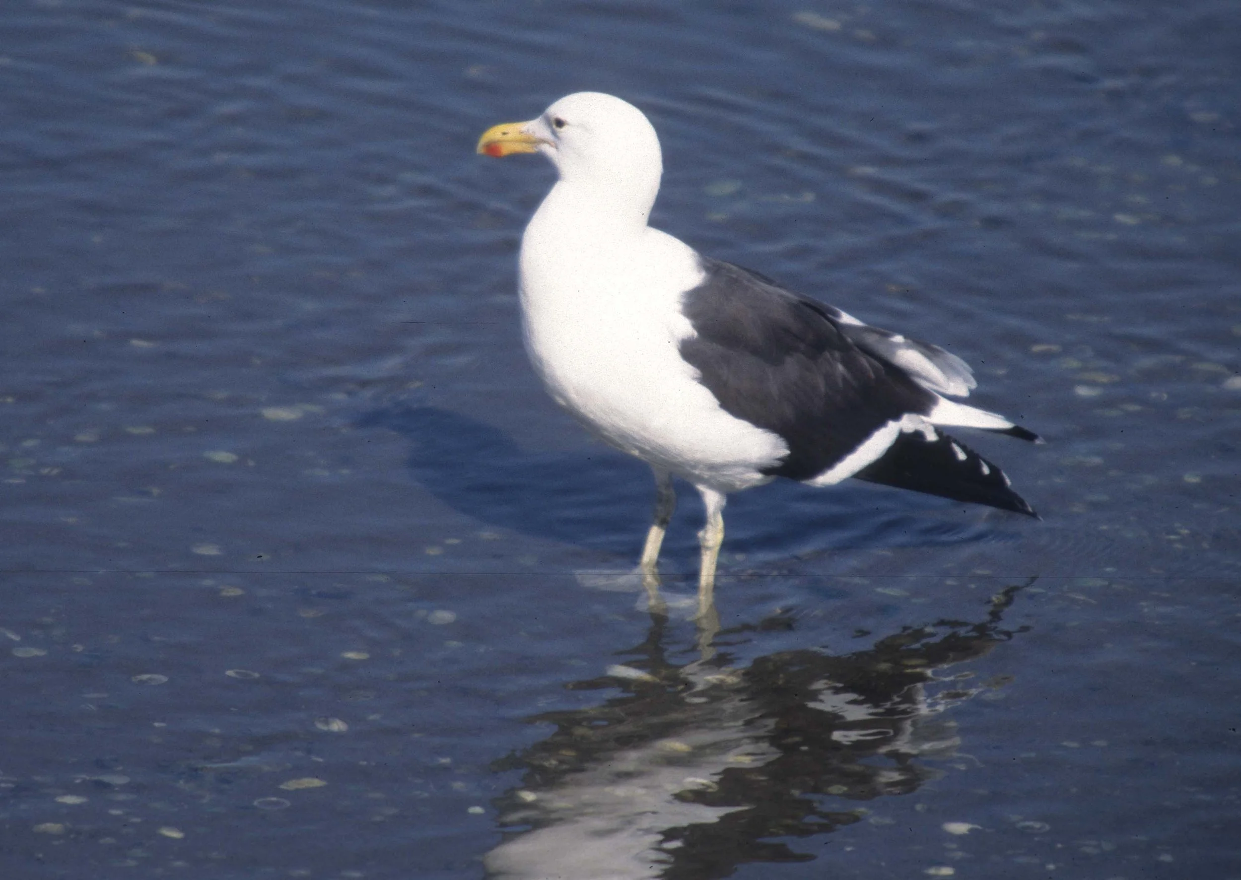 BIRDS - GULL - KELP - NAMIBIA COAST A.jpg