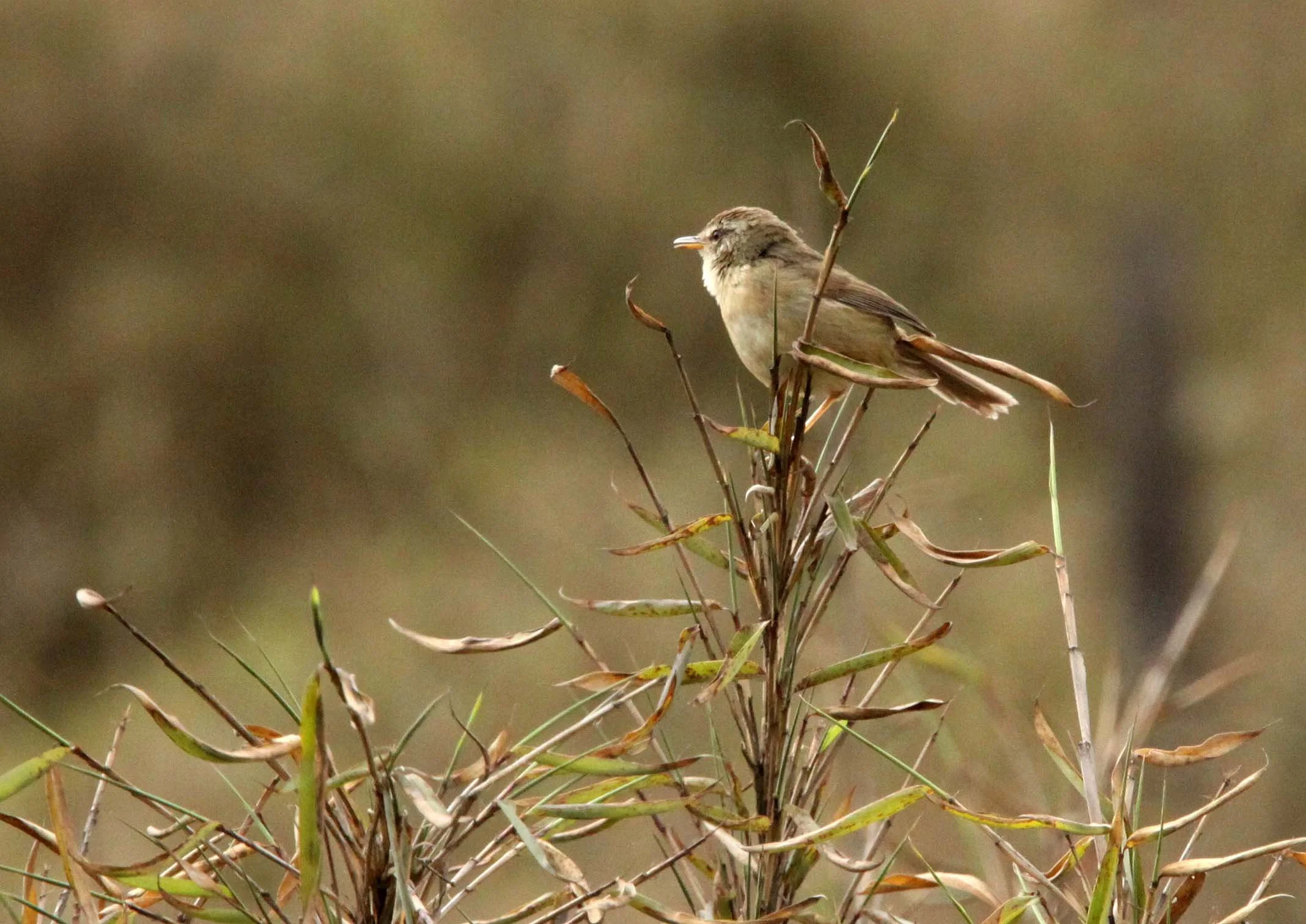 Dusky Warbler - Phylloscopus fuscatus (possible) - Wawu Shan, Sichuan China