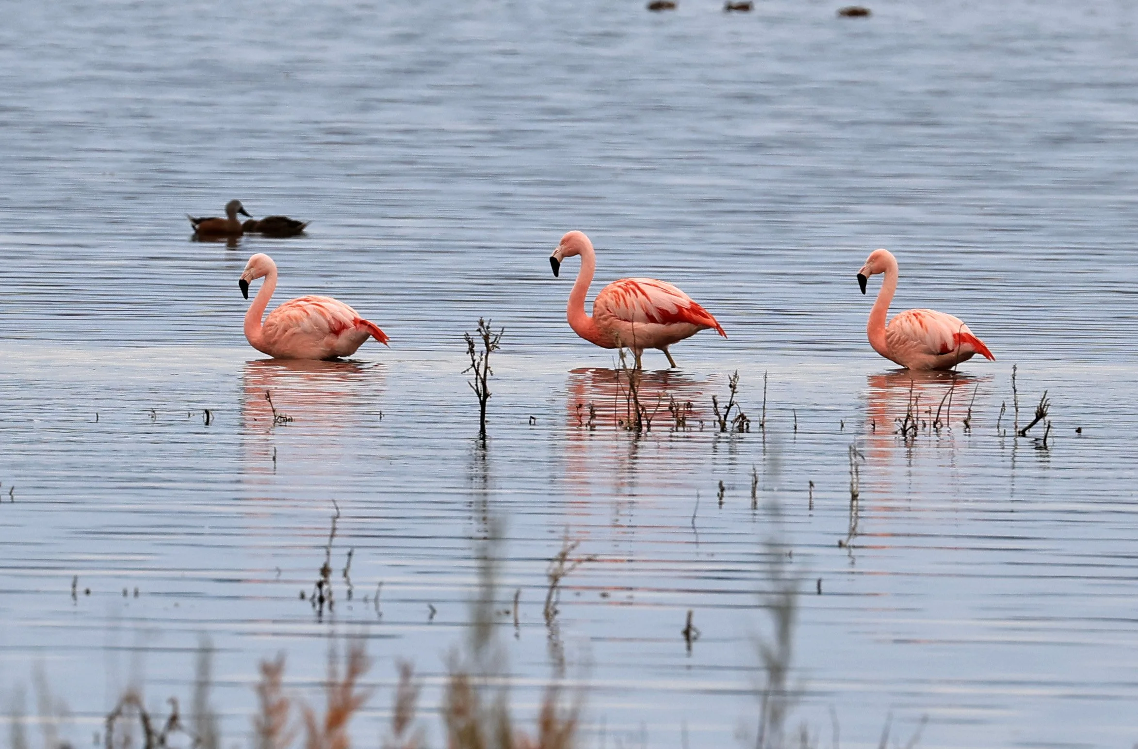 Chilean Flamingo (Phoenicopterus chilensis) Lagunas del Ornitólogo, Trelew Argentina (98).jpg