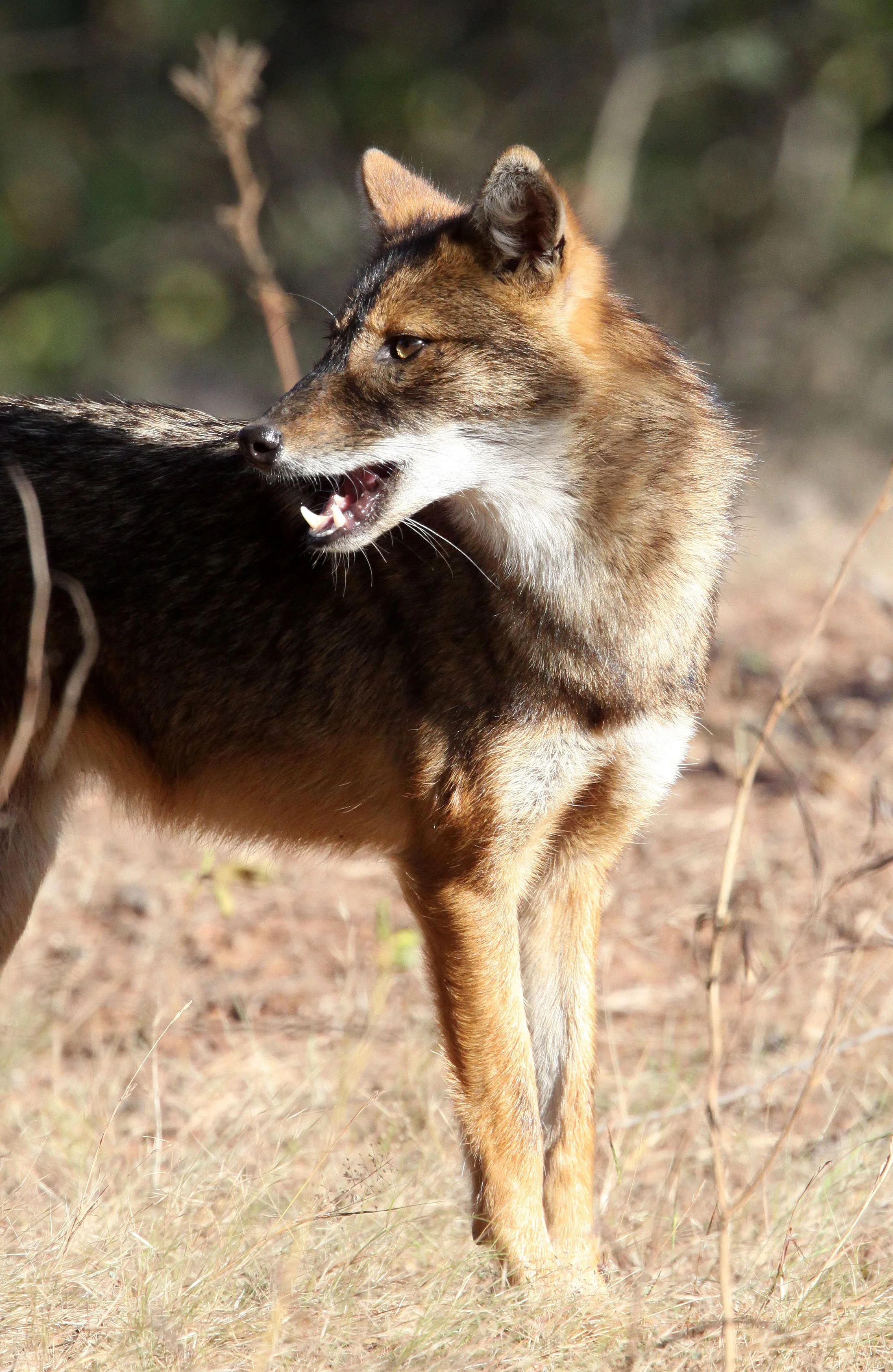 JACKAL - Canis aureus aureus - PERSIAN (GOLDEN) JACKAL - GIR FOREST GUJARAT INDIA (15).JPG