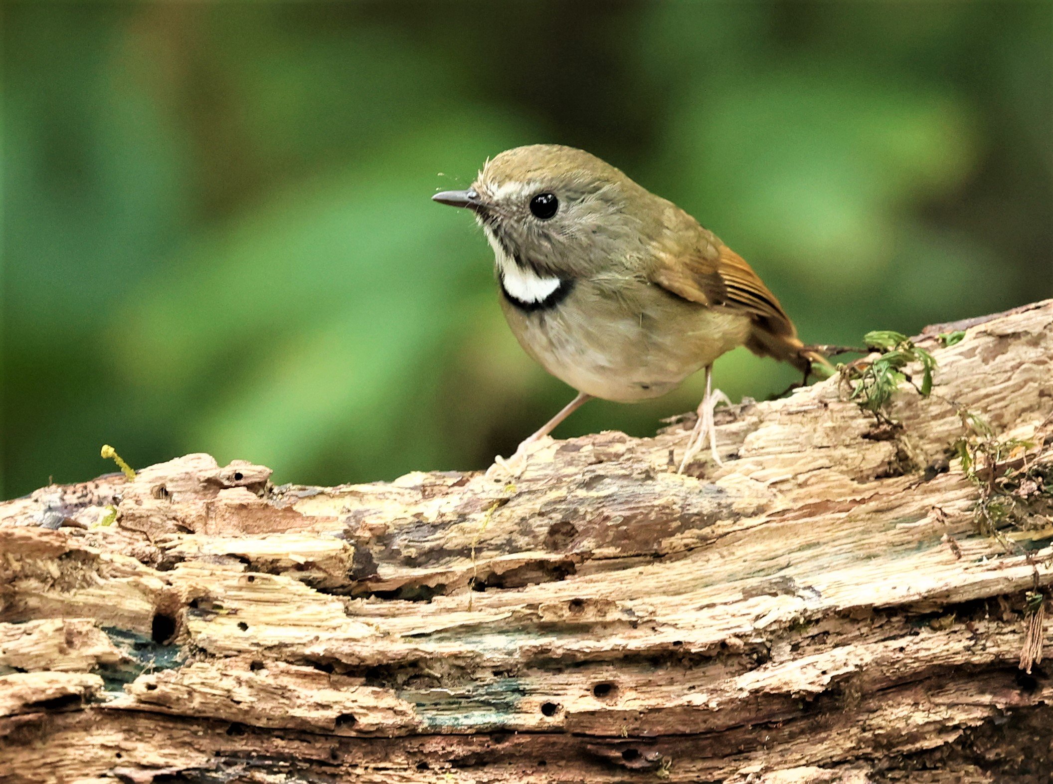 FLYCATCHER - WHITE-GORGETED FLYCATCHER - Anthipes monileger - DOI PHA HOM POK NP DOI LANG EAST FEB 2022 (10).jpg