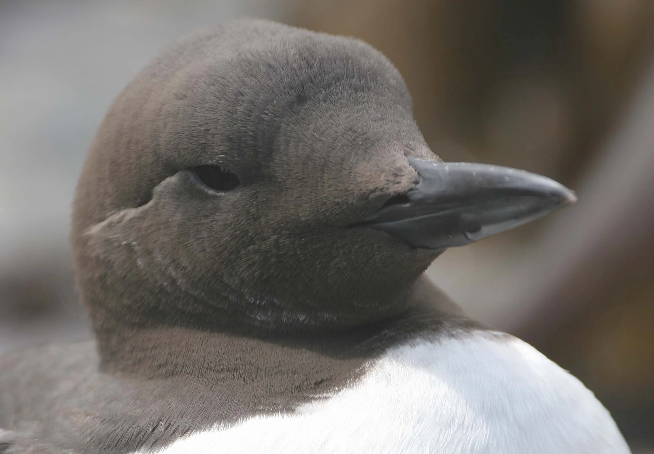 Uria aalge - COMMON MURRE - FRESHWATER BAY (14).jpg