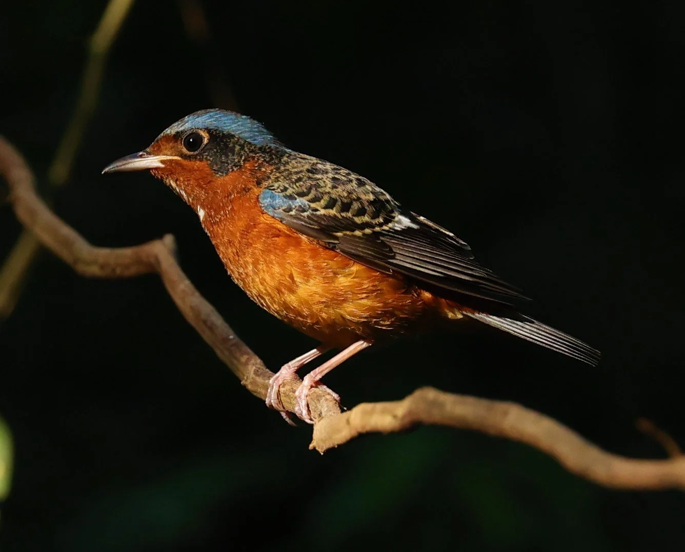 ROCK-THRUSH - WHITE-THROATED ROCK-THRUSH - Monticola gularis - WAT THAM PRATHUM CHONBURI JAN 30 2022 (68).jpg