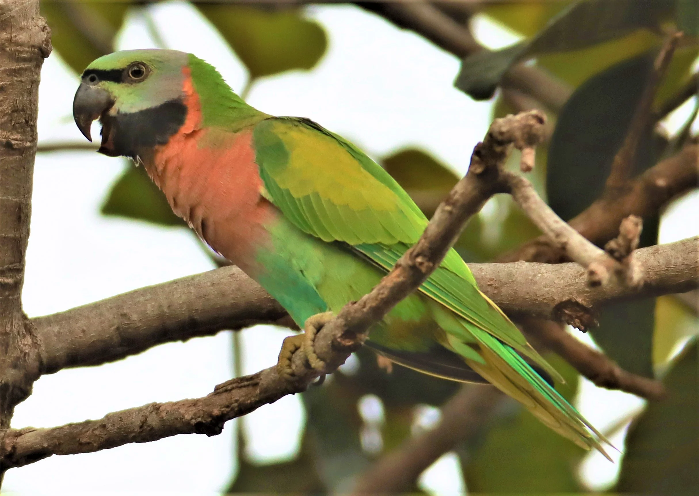 PARAKEET - RED-BREASTED PARAKEET - Psittacula alexandri - WAT SUAN YAI NONTHABURI (53).jpg