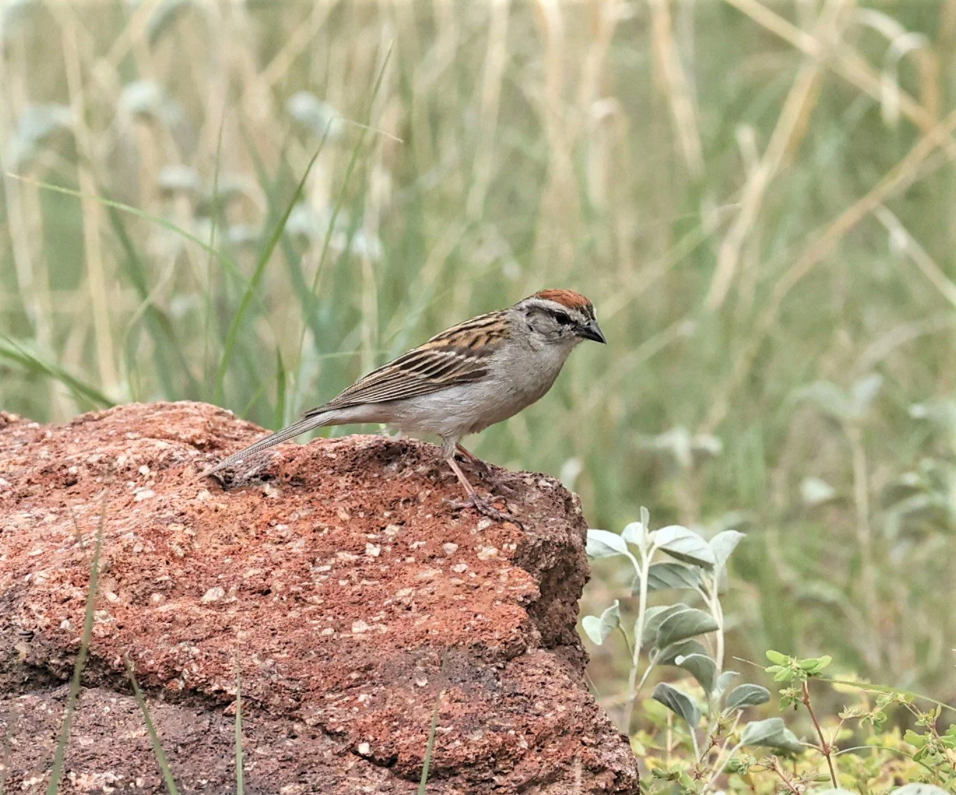 Rufous-crowned Sparrow (Aimophila ruficeps) Davis Mountains State Park Texas (3).jpg