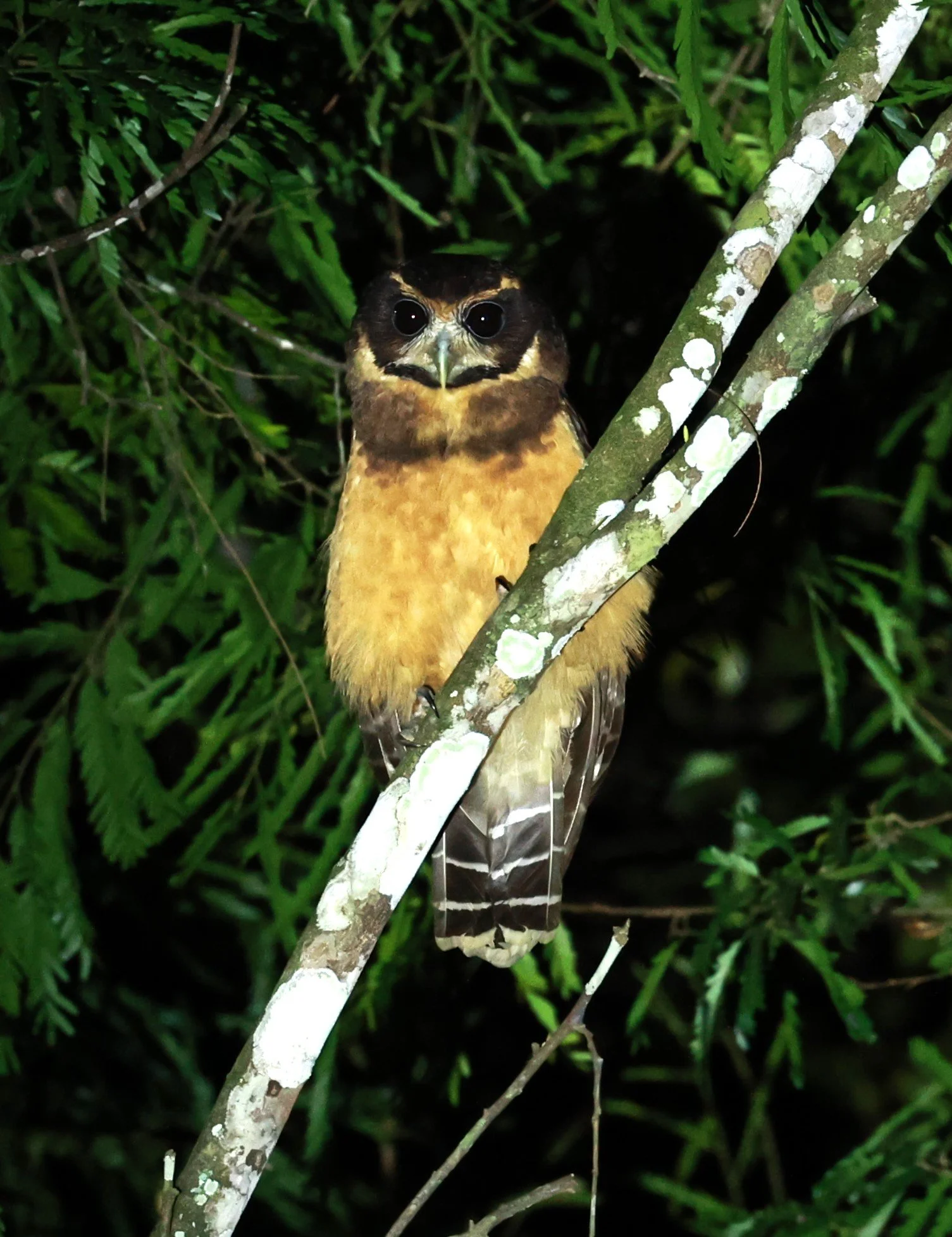 Owl - Tawny-browed Owl - Pulsatrix koeniswaldiana - Rio Doce State Park, Minas Gerais, Brazil (4).JPG