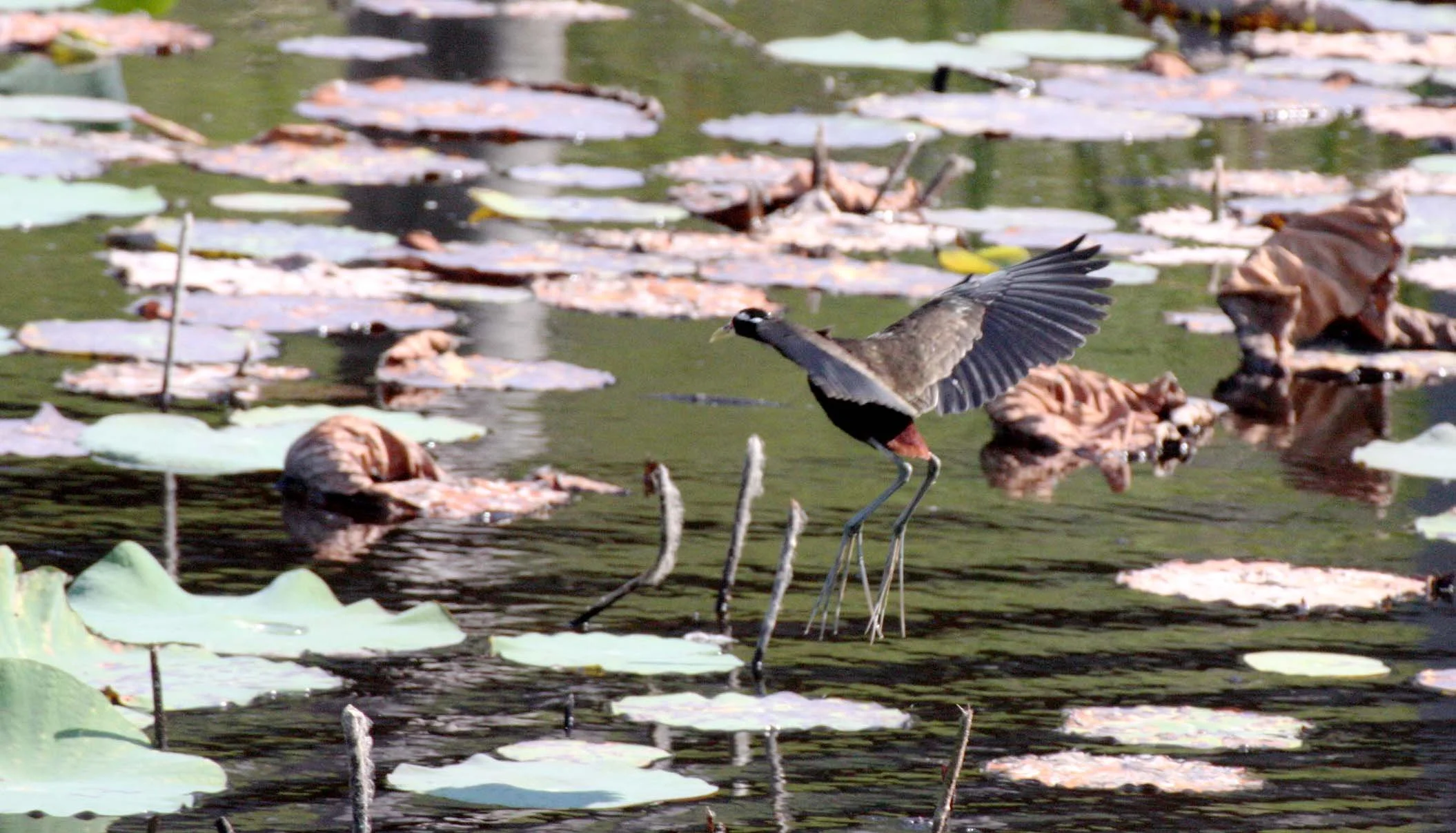 JACANA - BRONZE-WINGED JACANA - Metopidius indicus - KHAO SAM ROI YOT THAILAND (4).JPG