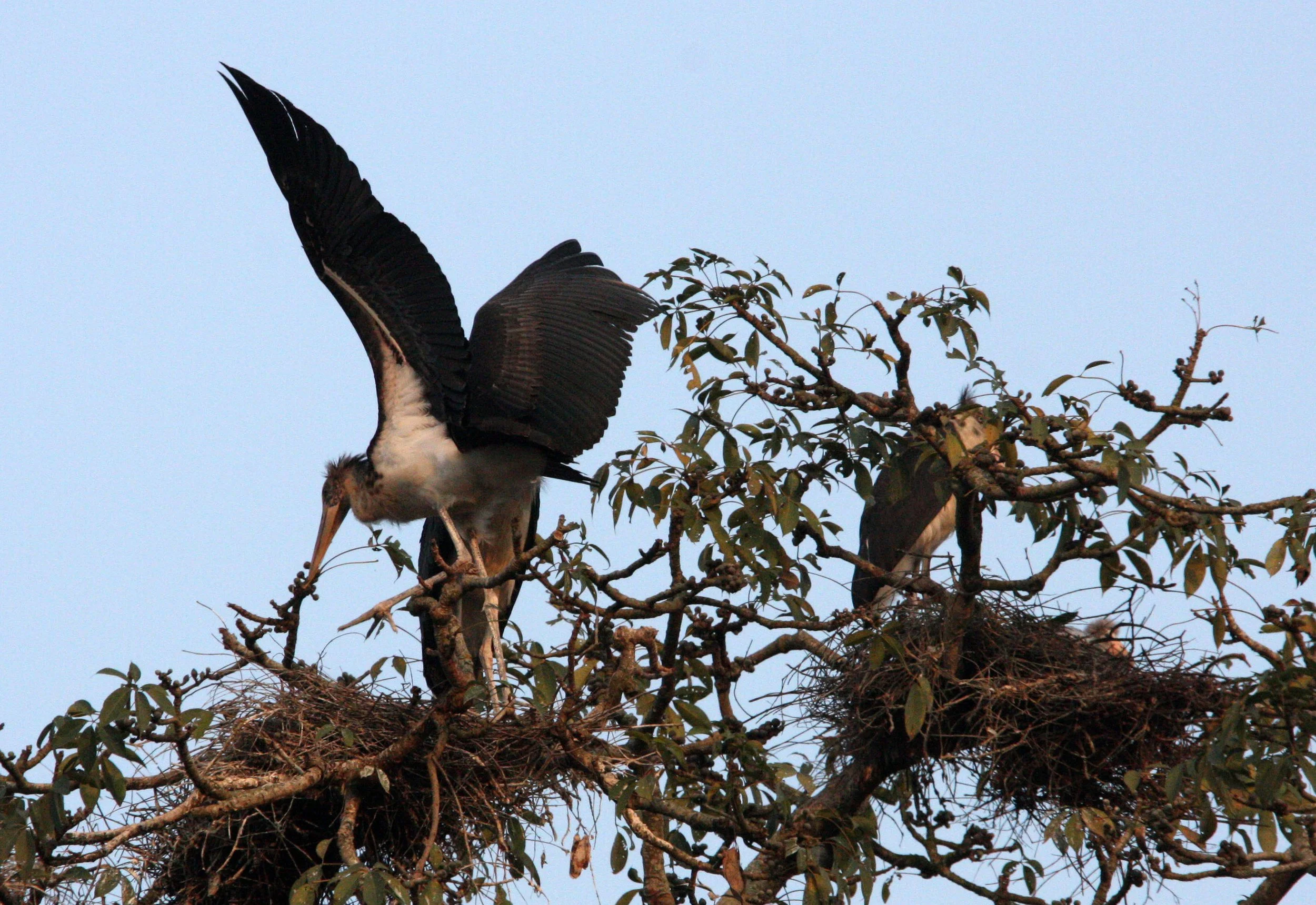 STORK - LESSER ADJUTANT STORK - Leptoptilos javanicus - KAZIRANGA NATIONAL PARK ASSAM INDIA (14).JPG