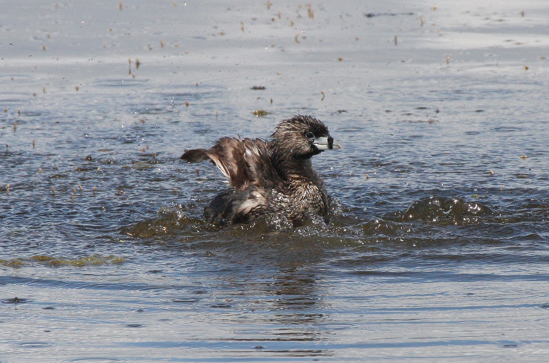 Pied-billed Grebe (Podilymbus podiceps) Ridgefield NWR Washington (38).JPG