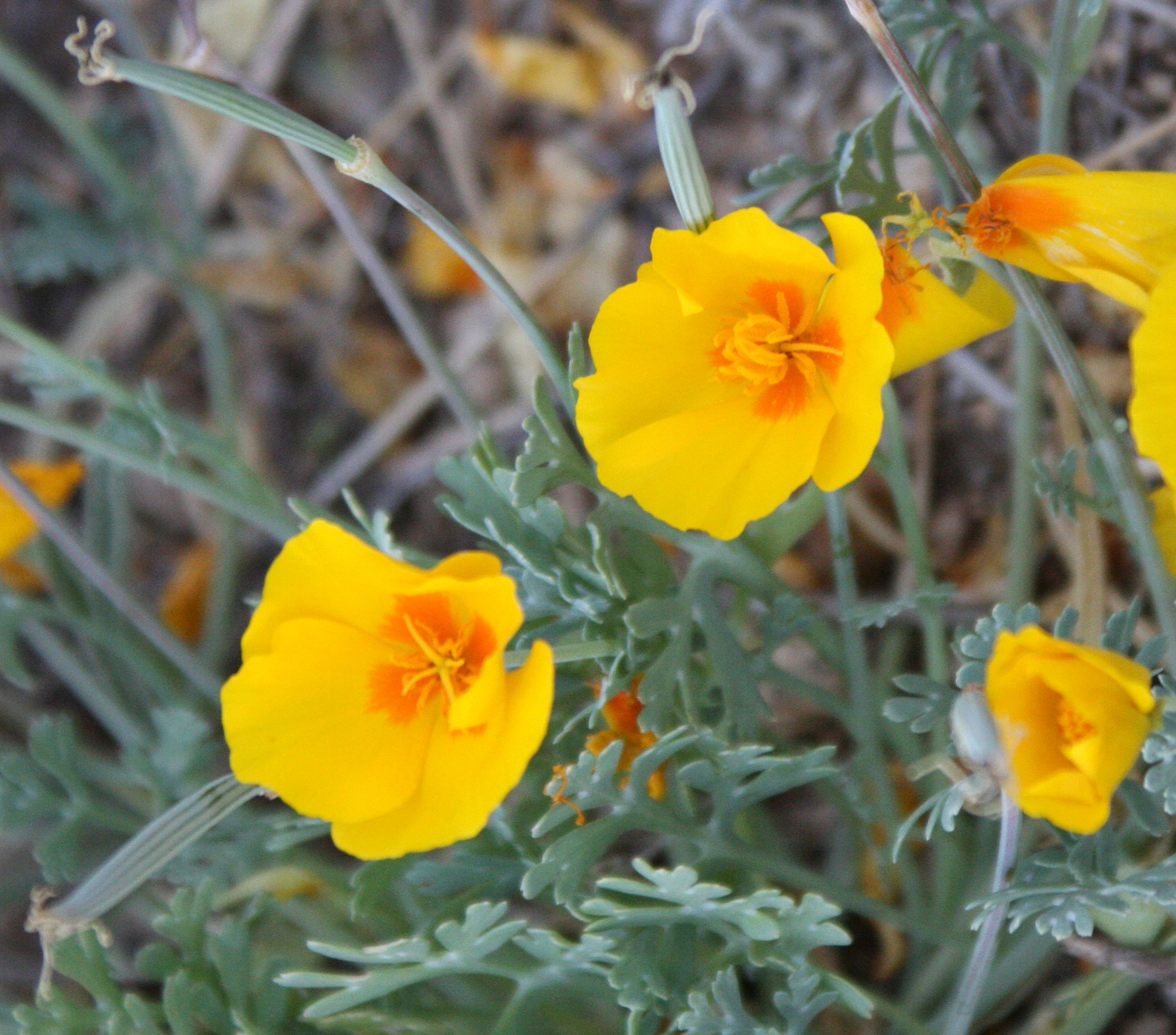 PAPAVERACEAE - ESCHSCHOLZIA CALIFORNICA MEXICANA - WHITE-SANDS NATIONAL MONUMENT NEW MEXICO.JPG