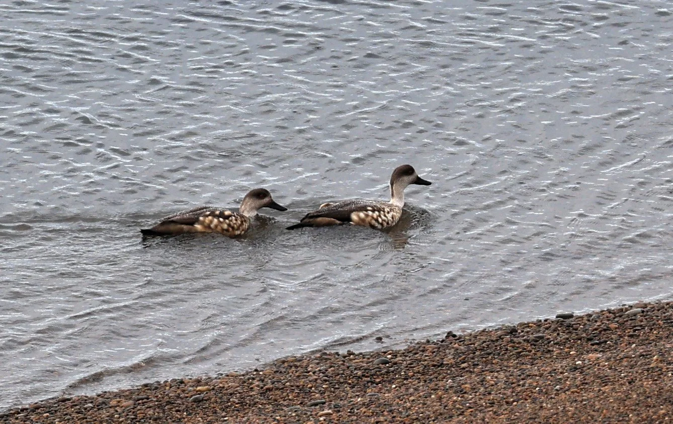 Crested Duck (Lophonetta specularioides) Valdes Peninsula, Chubut Province, Argentina Day 2 (4).jpg