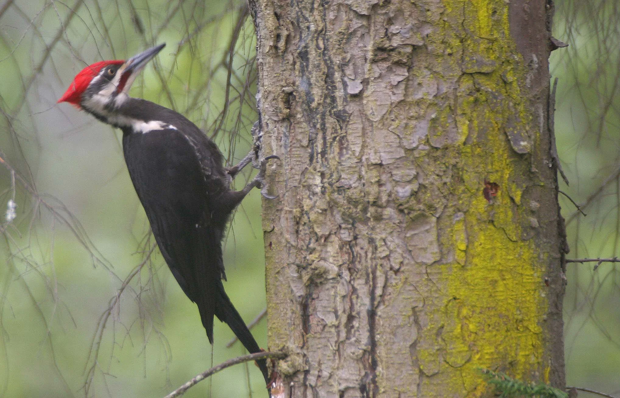 BIRD - WOODPECKER - PILEATED WOODPECKER - GASMAN (28).jpg