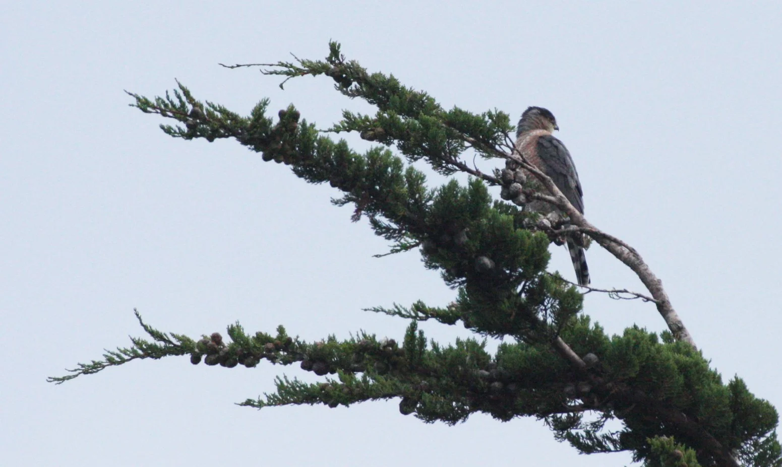Accipiter cooperii - COOPERS HAWK - SEQUIM PRAIRIE (15).JPG