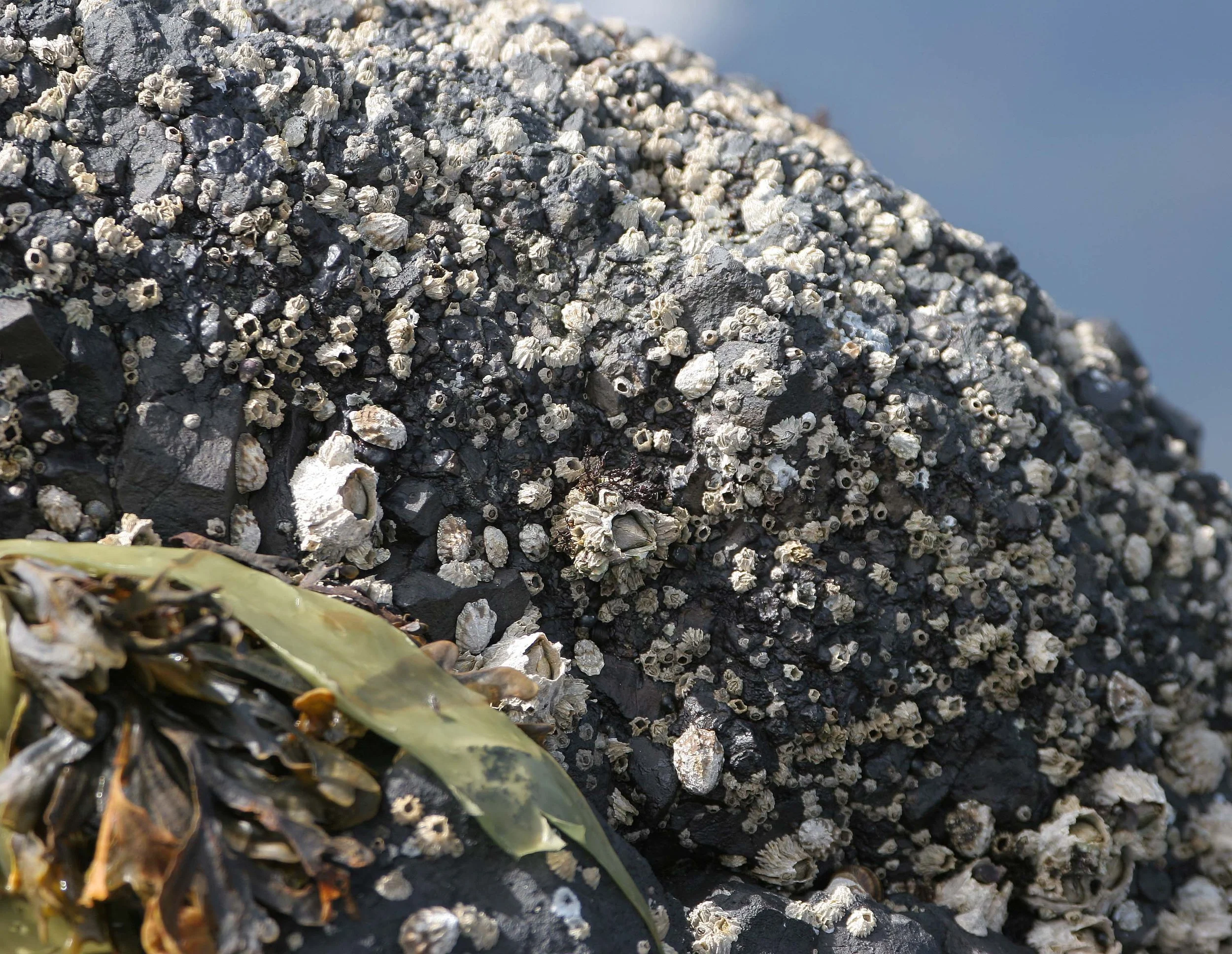 INVERTS - INTERTIDAL - ARTHROPOD - BALANUS COMMUNITY (2).jpg
