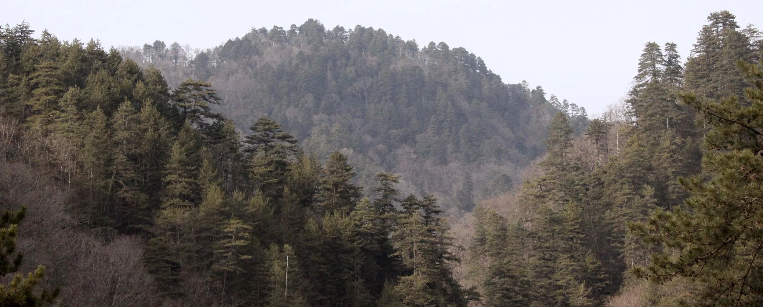 FOPING NATURE RESERVE - SHAANXI PROVINCE CHINA (172).JPG