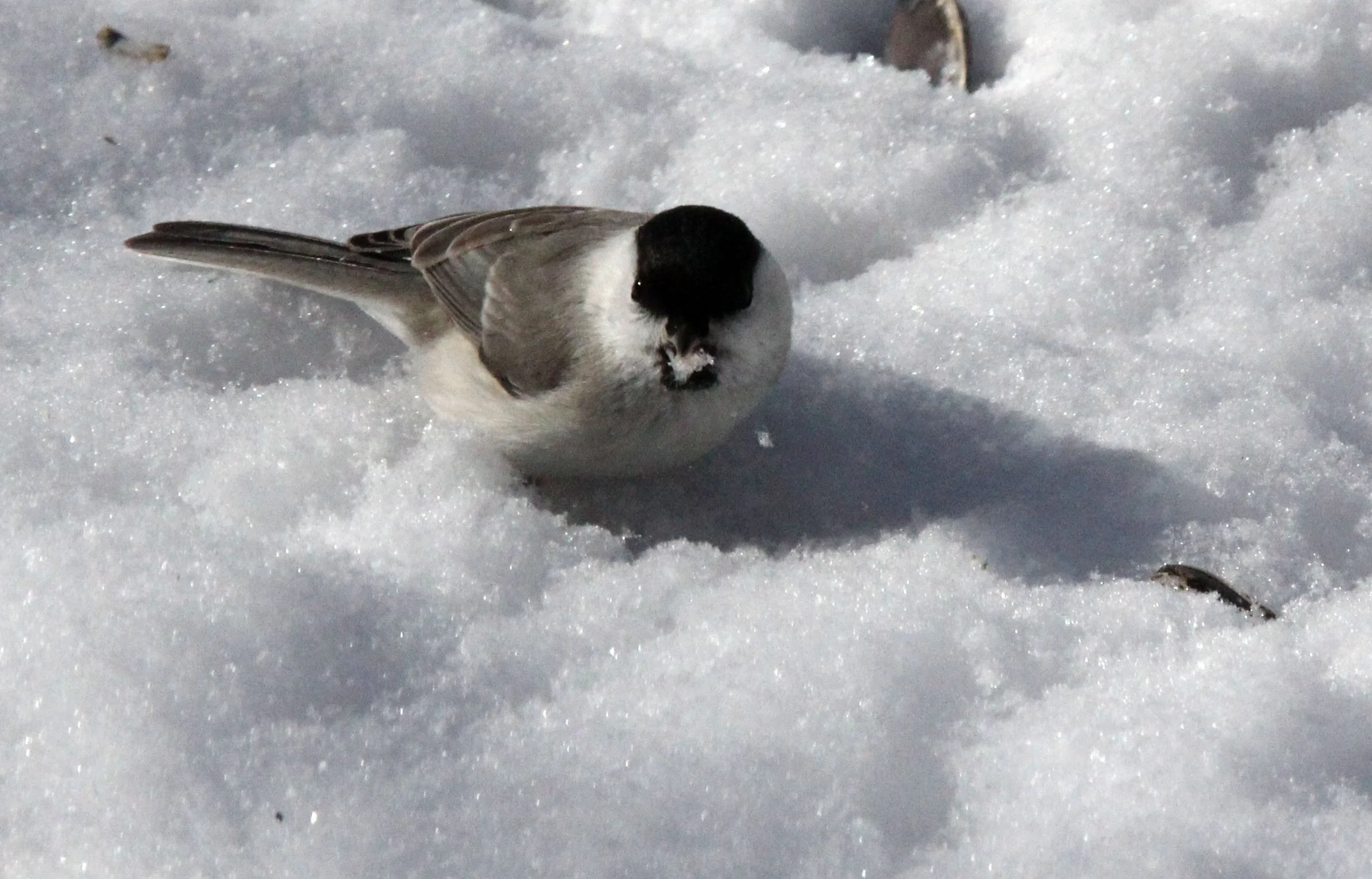 Willow Tit (Poecile montanus) Yoroushi Spa, Hokkaido Japan (4).JPG