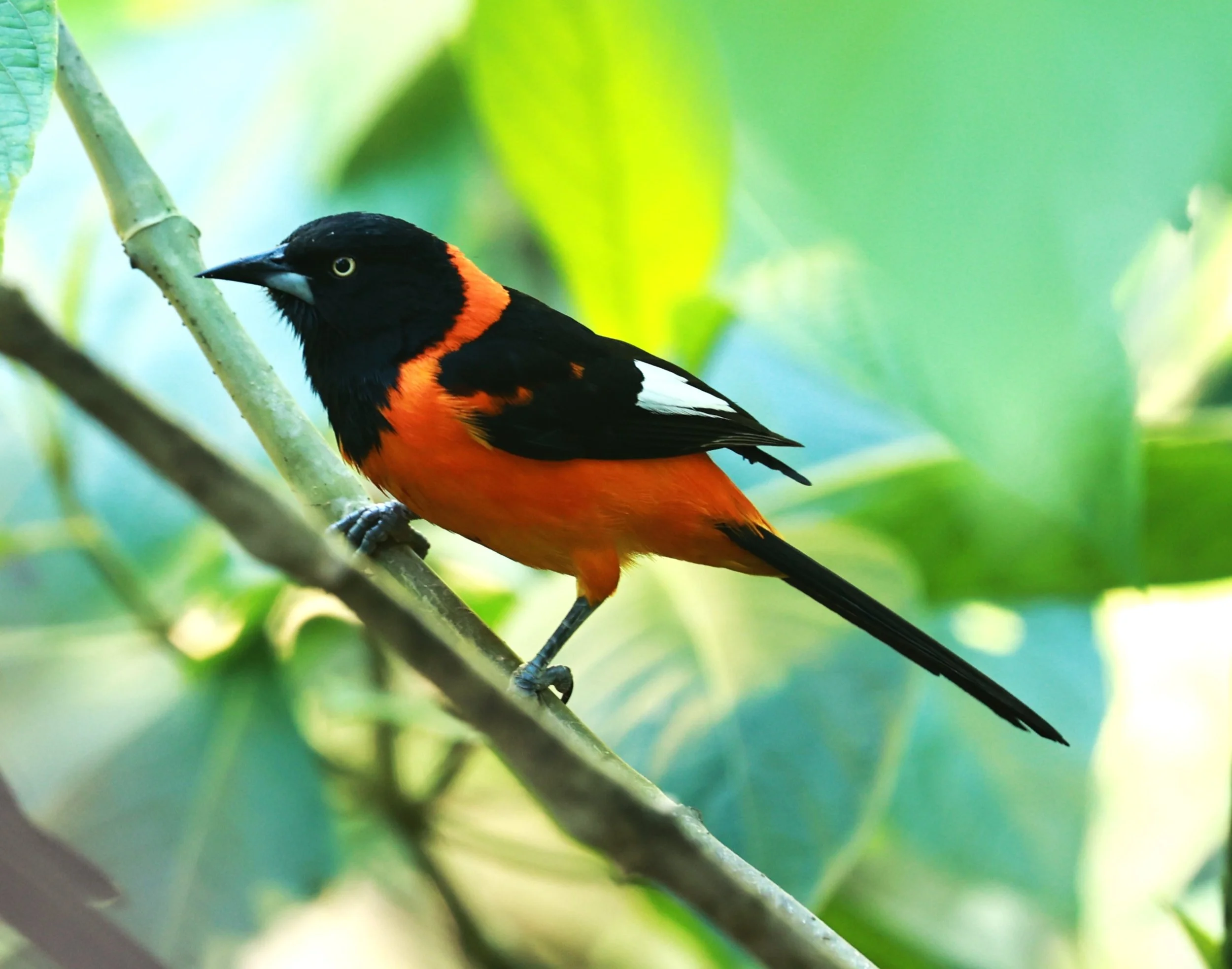 Troupial - Campo Troupial - Icterus jamacaii - Alfonso Claudio, Espirito Santo, Brazil (2).JPG