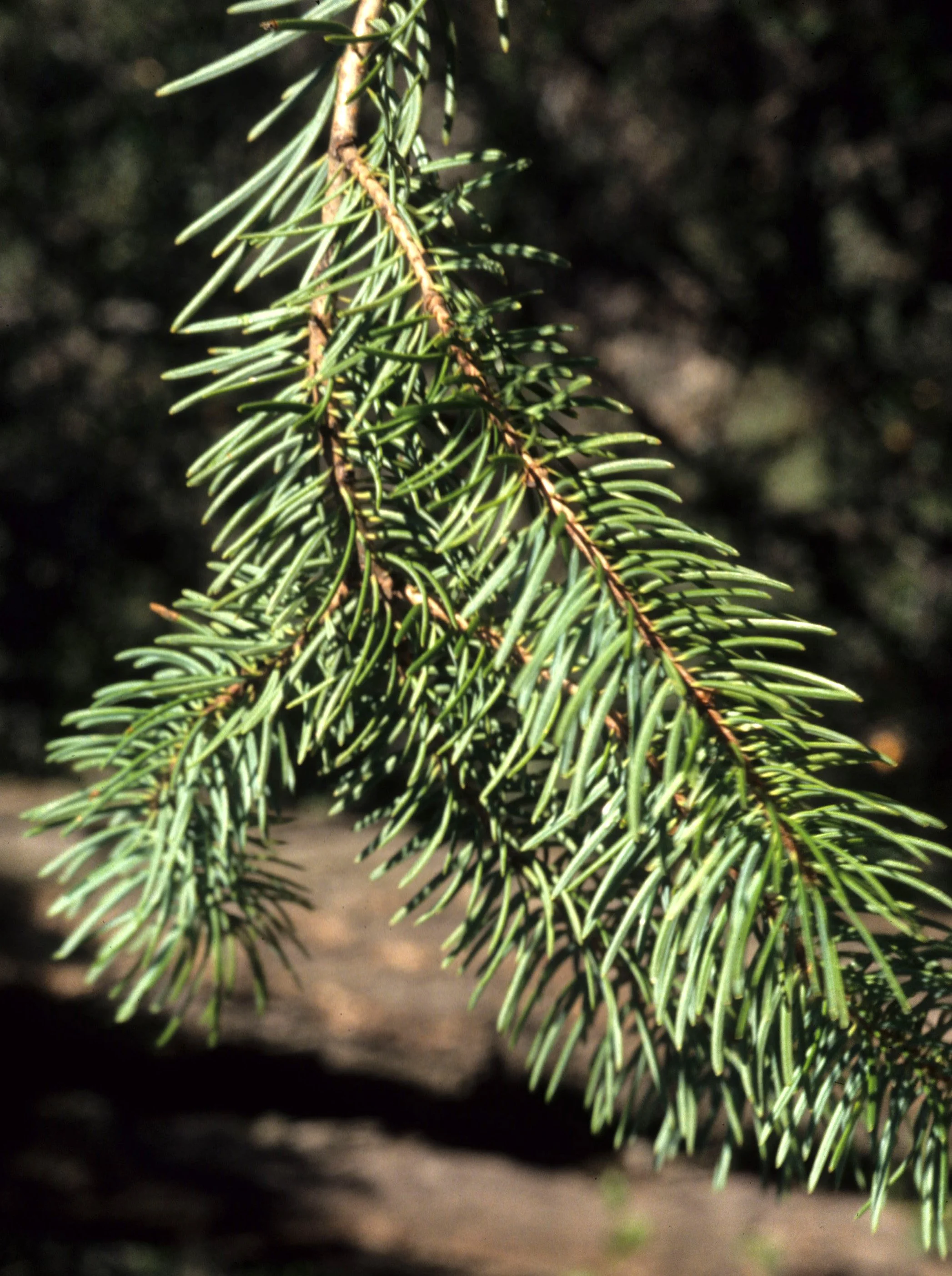 CALIFORNIA - SIERRA - PSEUDOTSUGA MENZIESII - DOUGLAS FIR.jpg