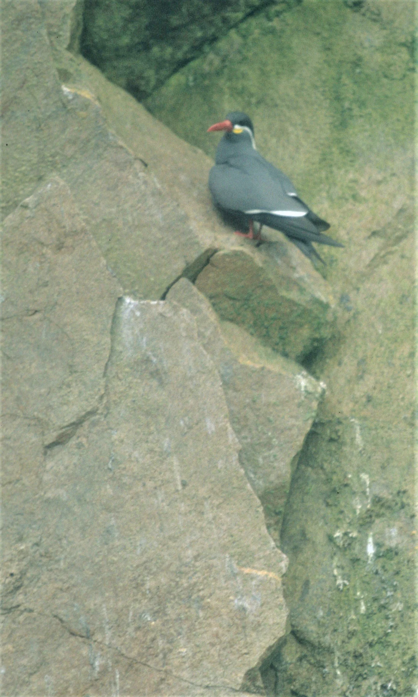 BIRD - TERN - INCA - PARACAS D.jpg