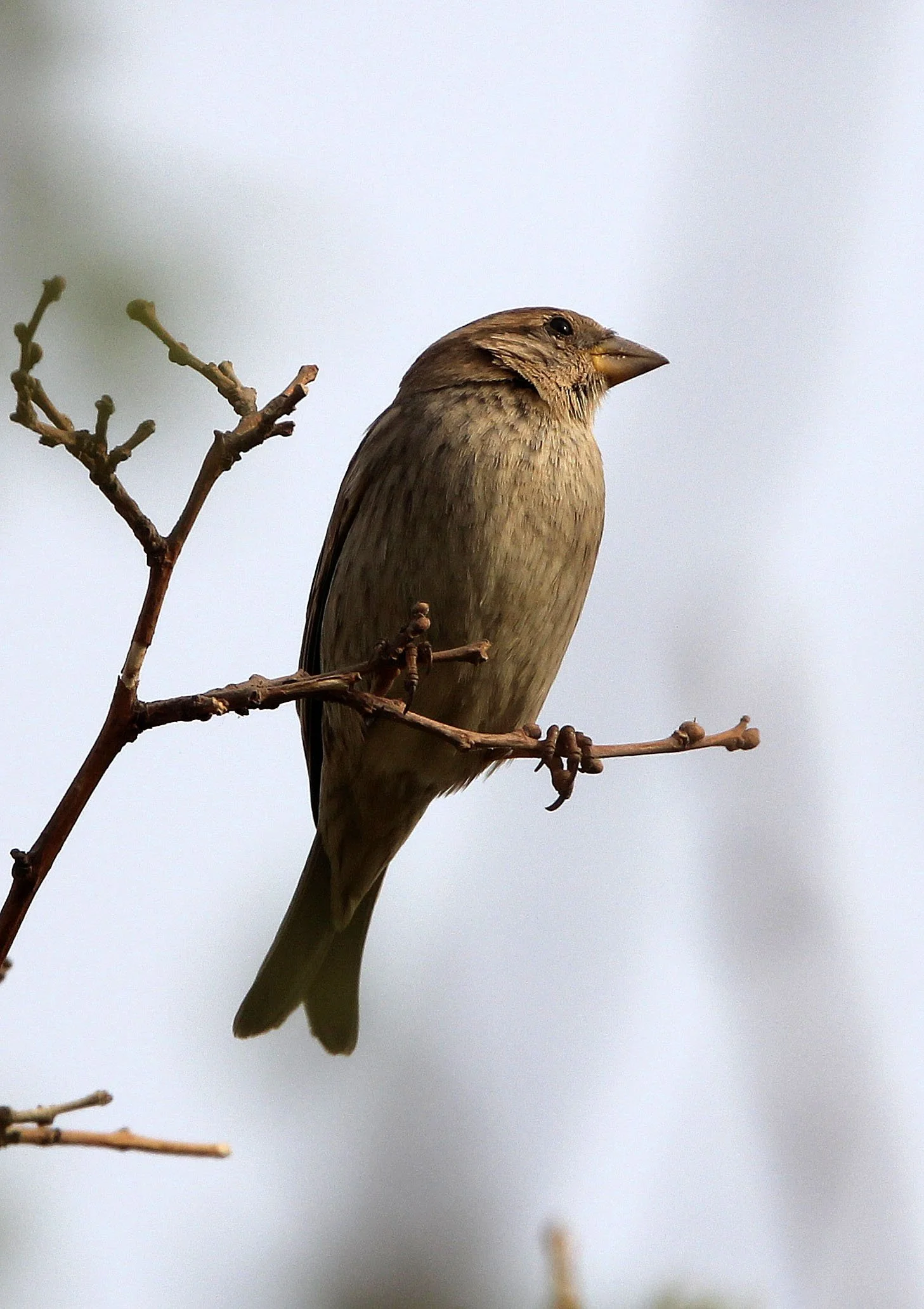Spanish Sparrow (Passer hispaniolensis) Turpan Xinjiang China (22).JPG