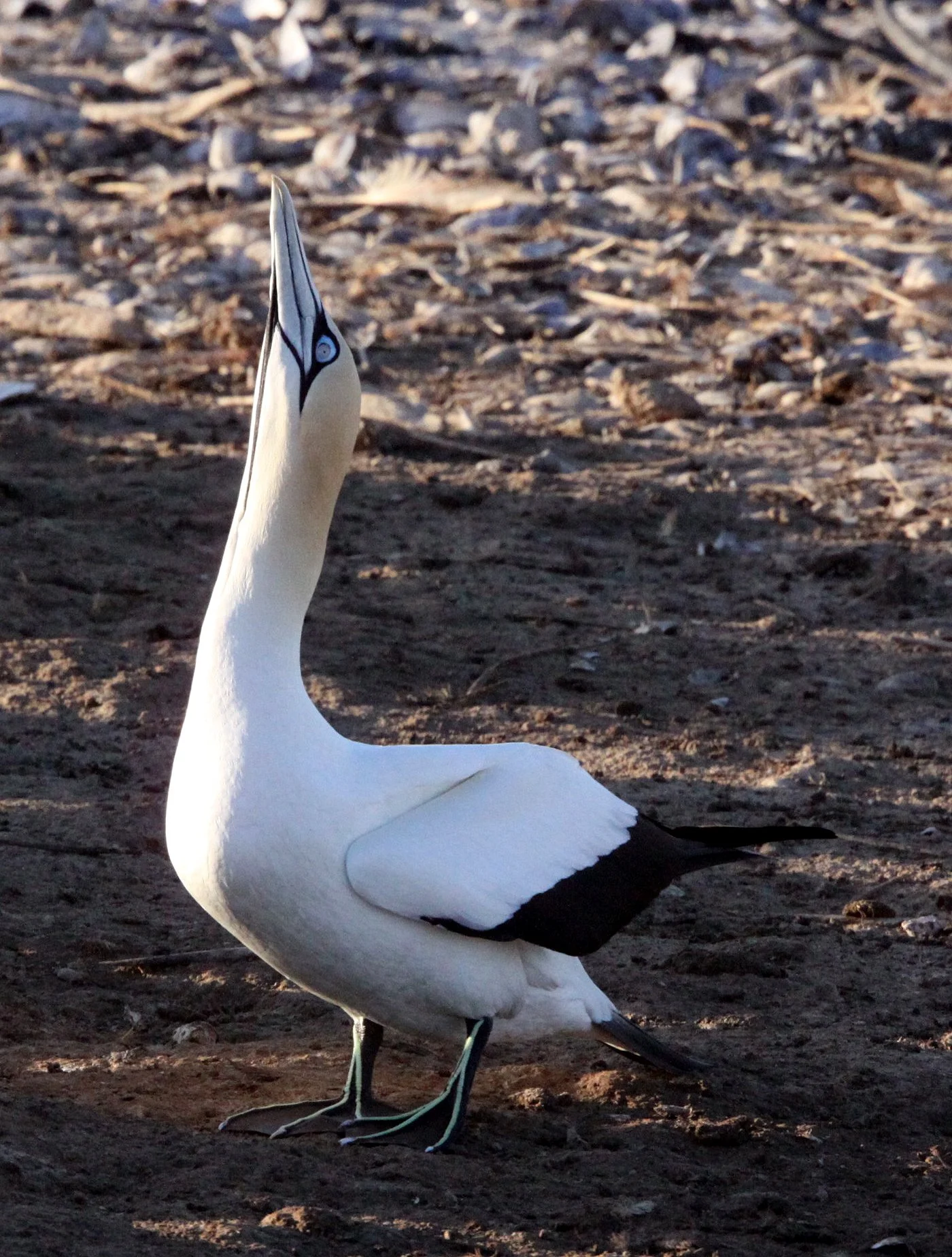Cape gannet (Morus capensis) Lambert's Bay South Africa (54).JPG