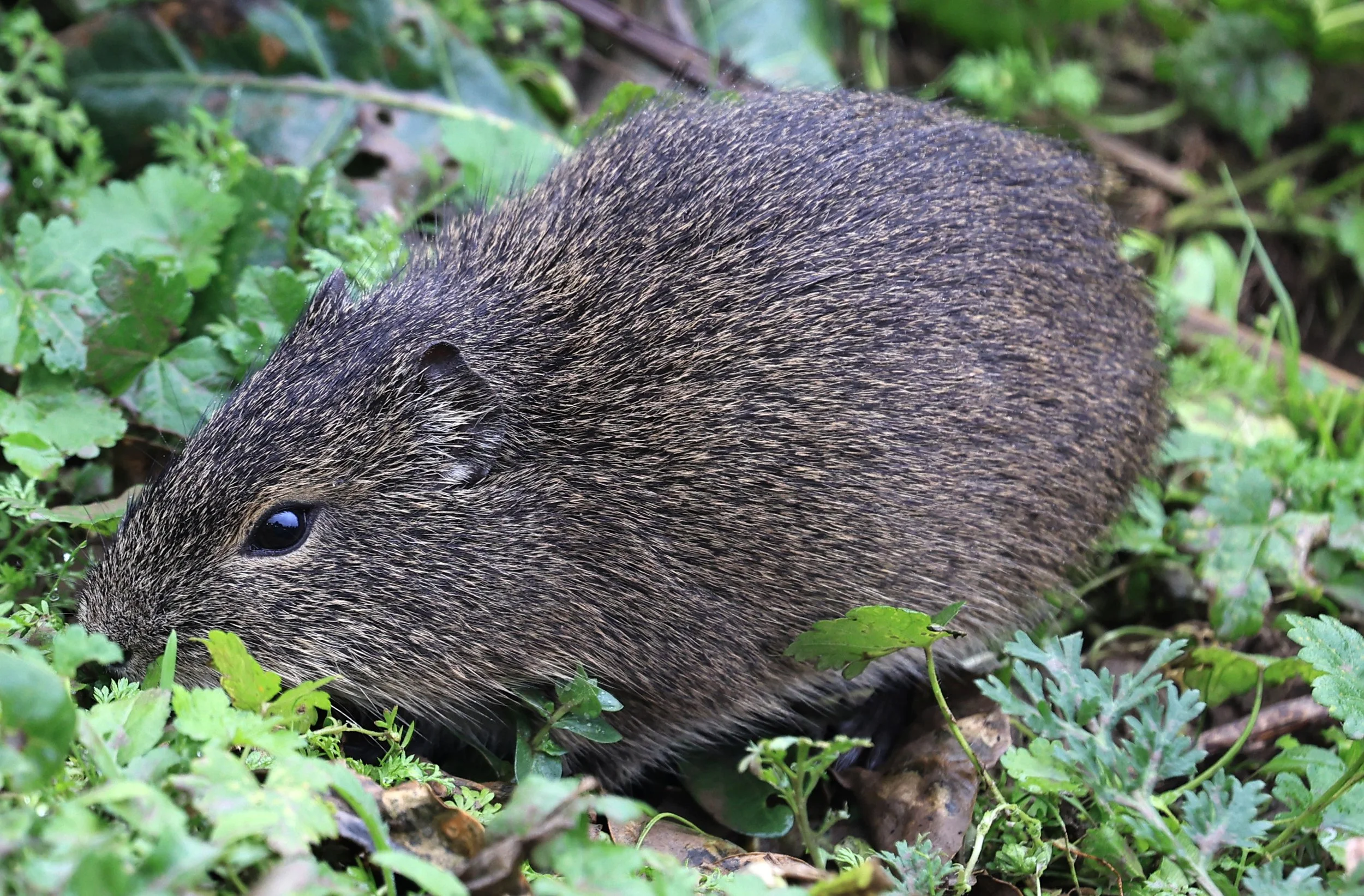 Brazilian Guinea Pig or Cavy (Cavia aperea) Reserva Natural Ceibas, Entre Rios, Argentina (185).jpg