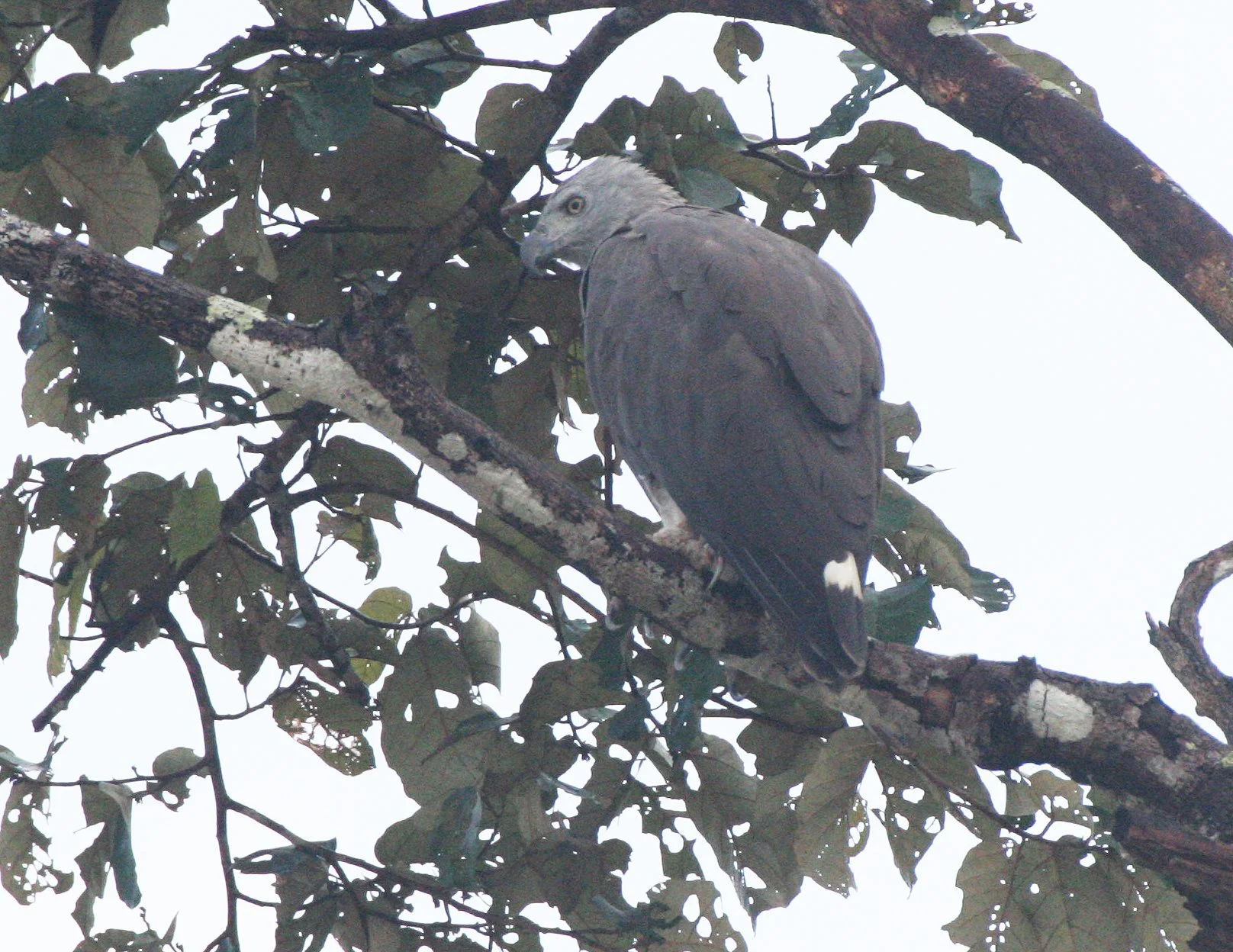 Haliaeetus ichthyaetus - GREY-HEADED FISH EAGLE - KINABATANGAN RIVER BORNEO  (8).JPG